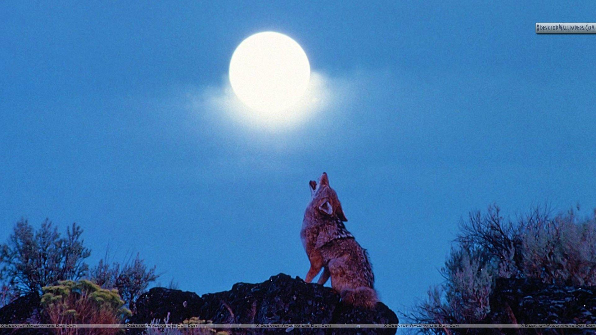1920x1080 Howling Coyote at Moon Wallpaper