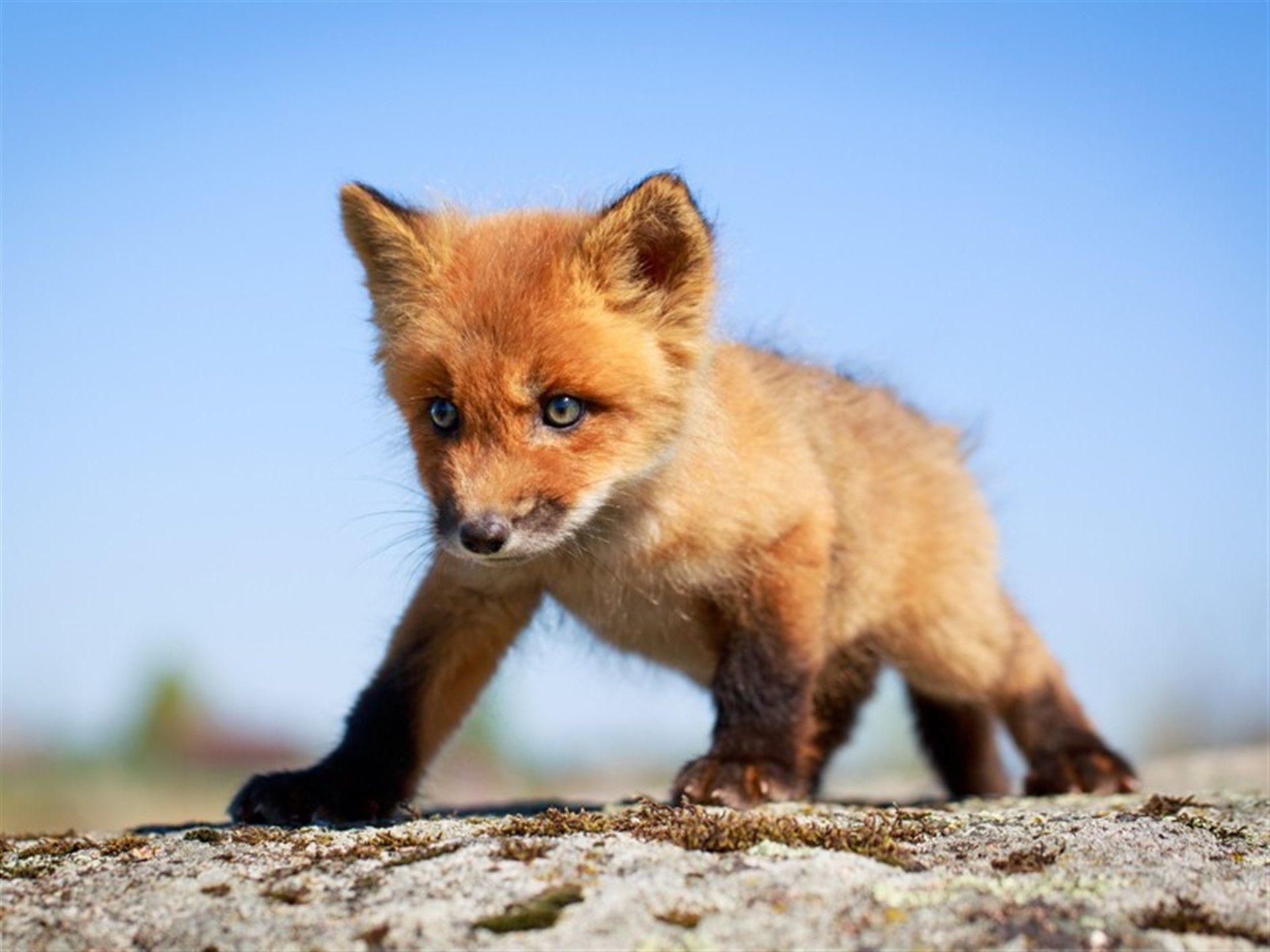 1920x1440 Baby Fox Hình nền - Red Fox Pup Hình nền miễn phí