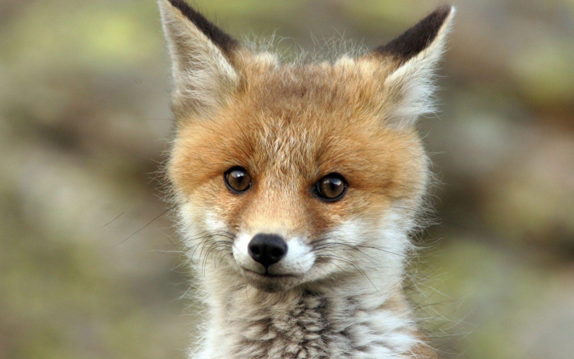 1920x1200 Adorable Baby Fox