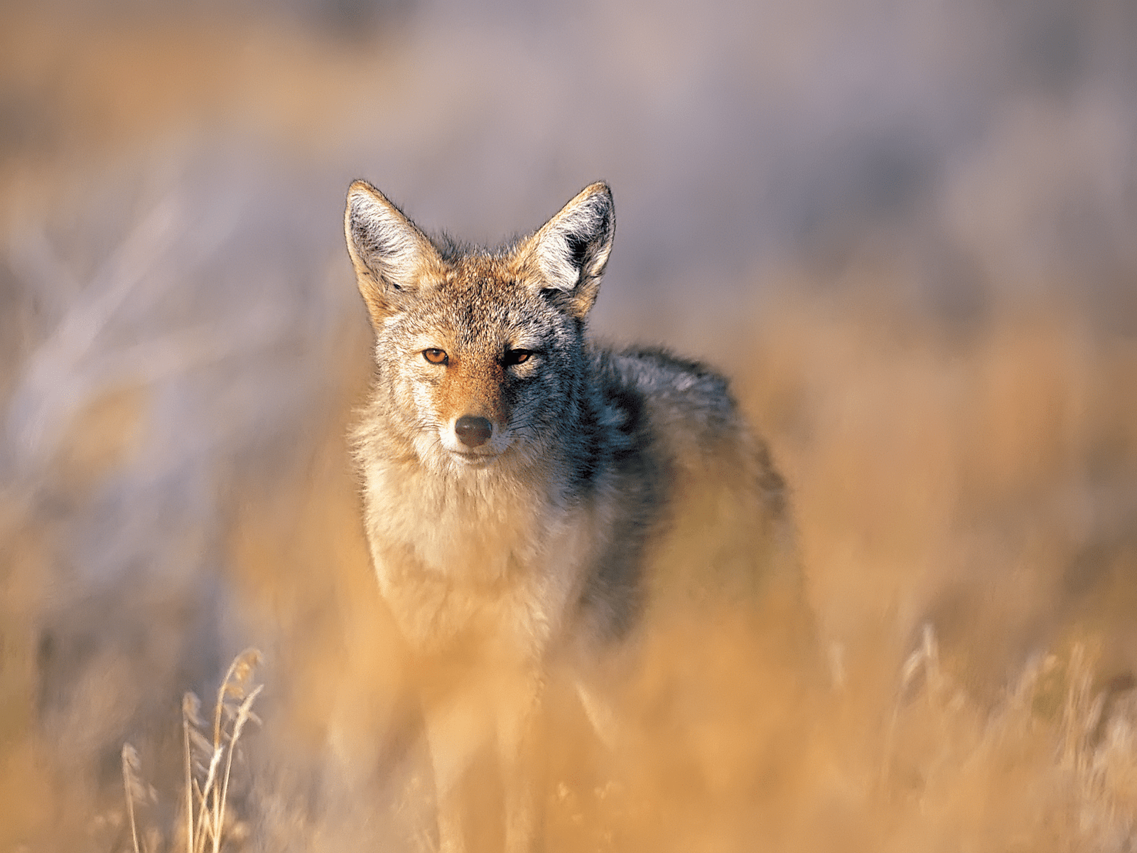 Coyote Wallpapers - Top Free Coyote Backgrounds - WallpaperAccess