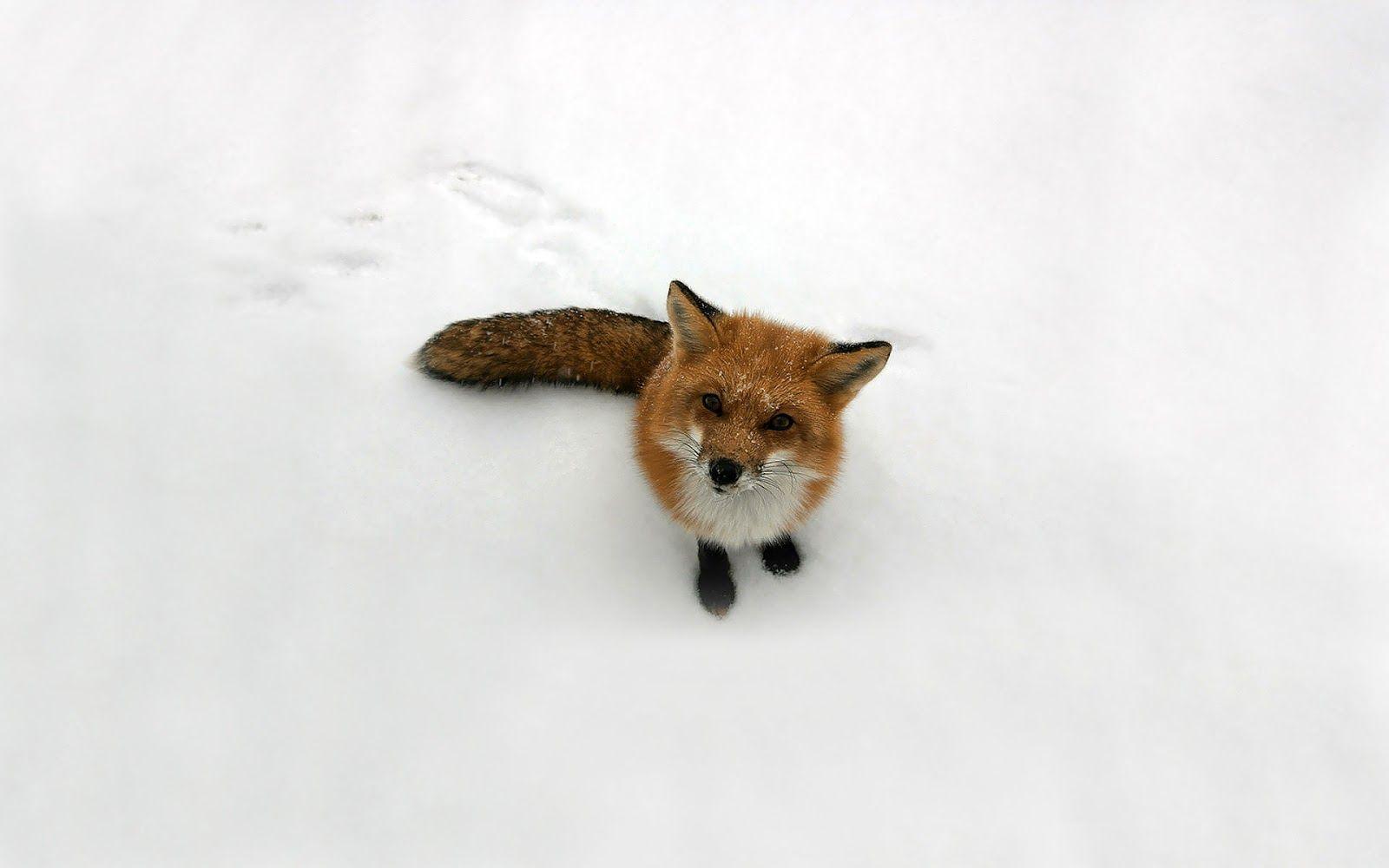 1600x1000 Wallpaper of a red fox in the snow. HD Animals Wallpaper