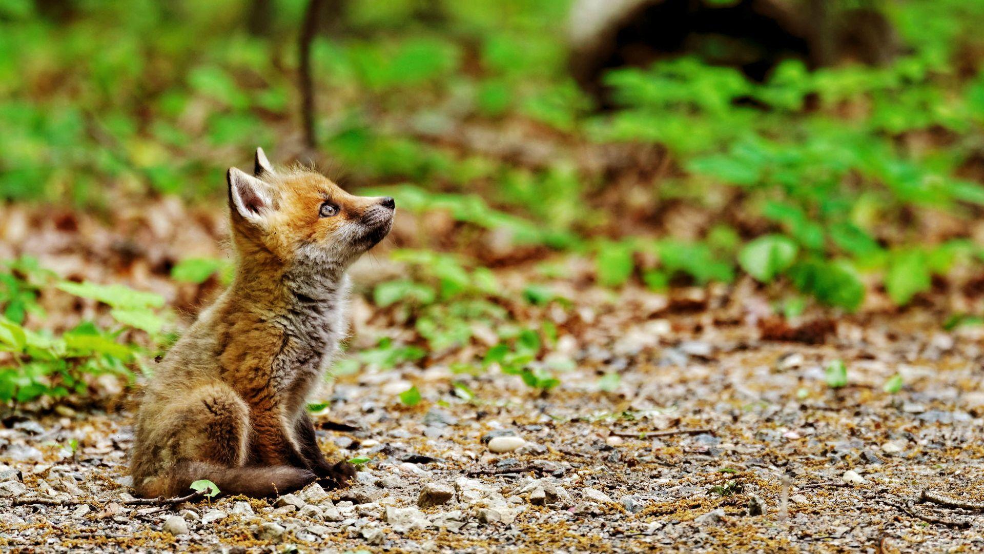 1920x1080 Fox Cub [1920x1080] (Thực hiện từ AR Pics Post): Hình nền