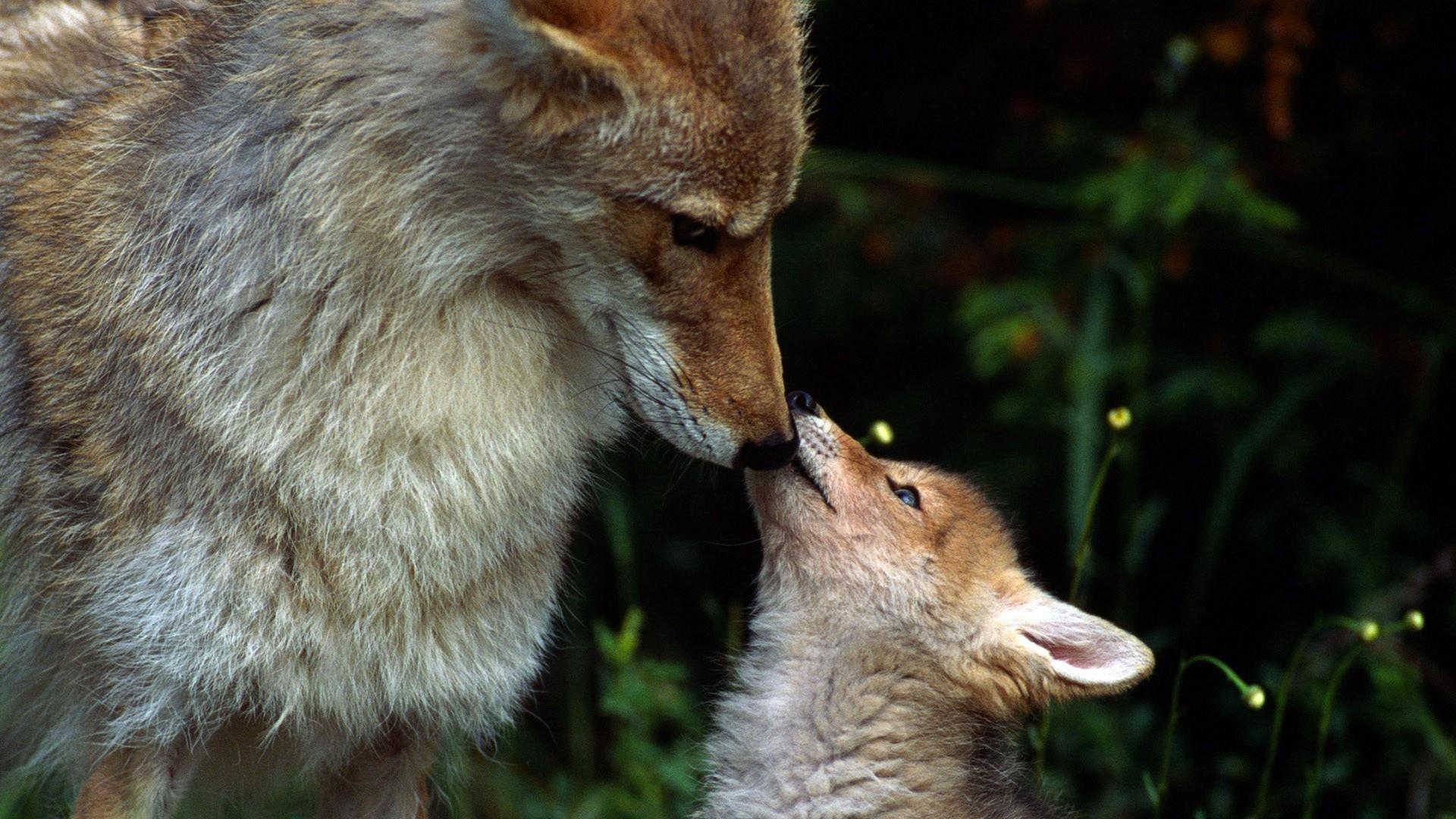 1920x1080 Mother Fox Baby HD desktop wallpaper : Widescreen : High