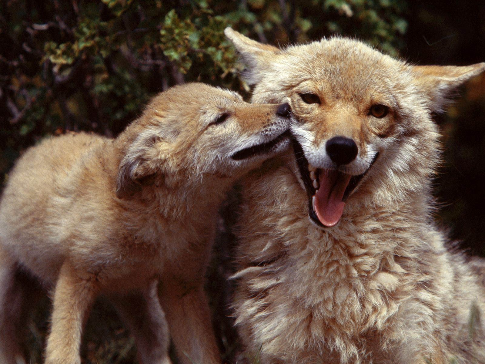 1600x1200 Coyote Wallpaper 17 X 1200