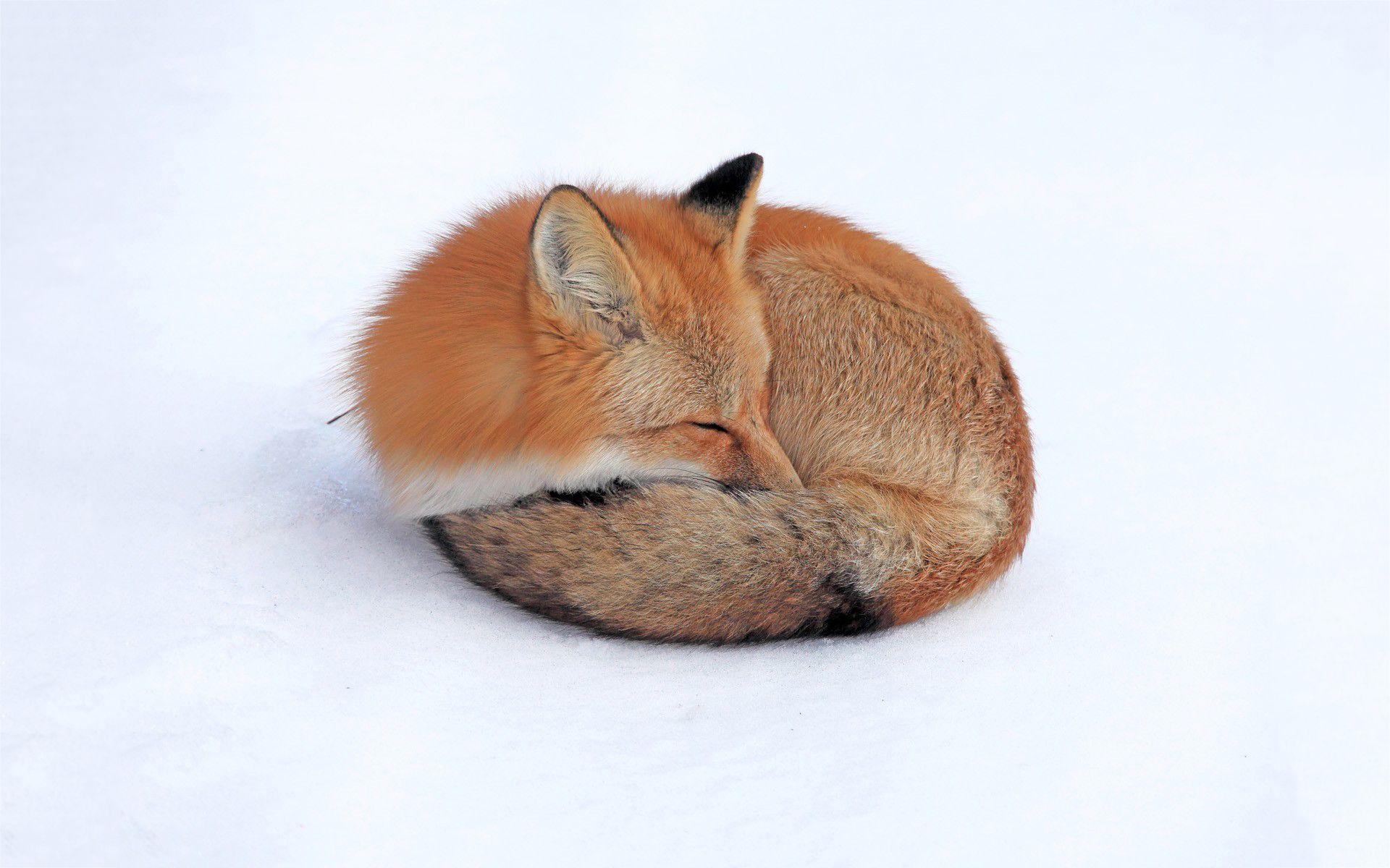 1920x1200 Red fox sleeping wallpaperx1200