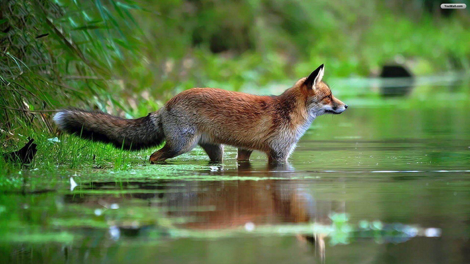 1920x1080 Free Desktop Wallpaper Red Fox
