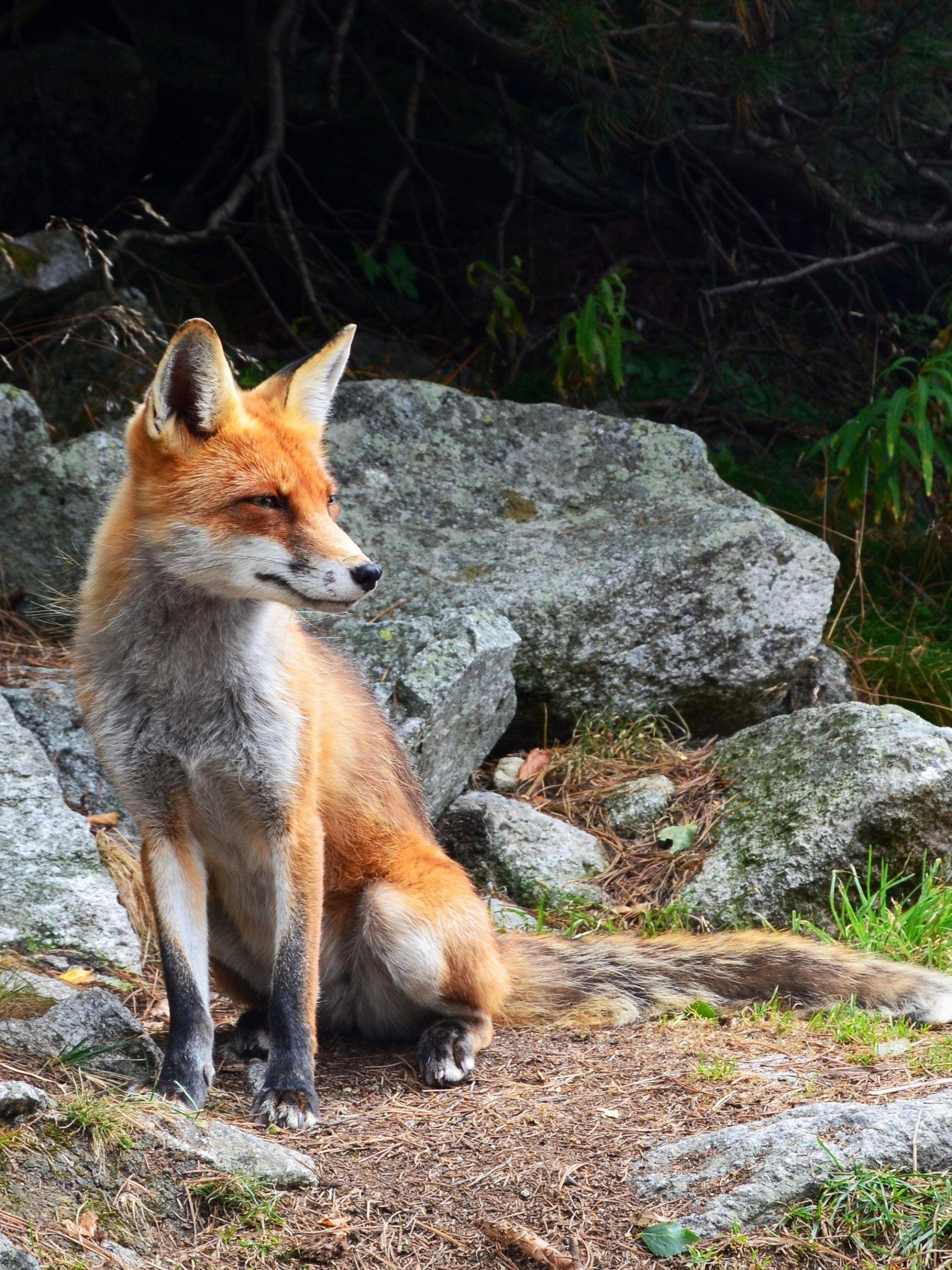 2048x2732 Fox Wallpaper, Android & Desktop Background