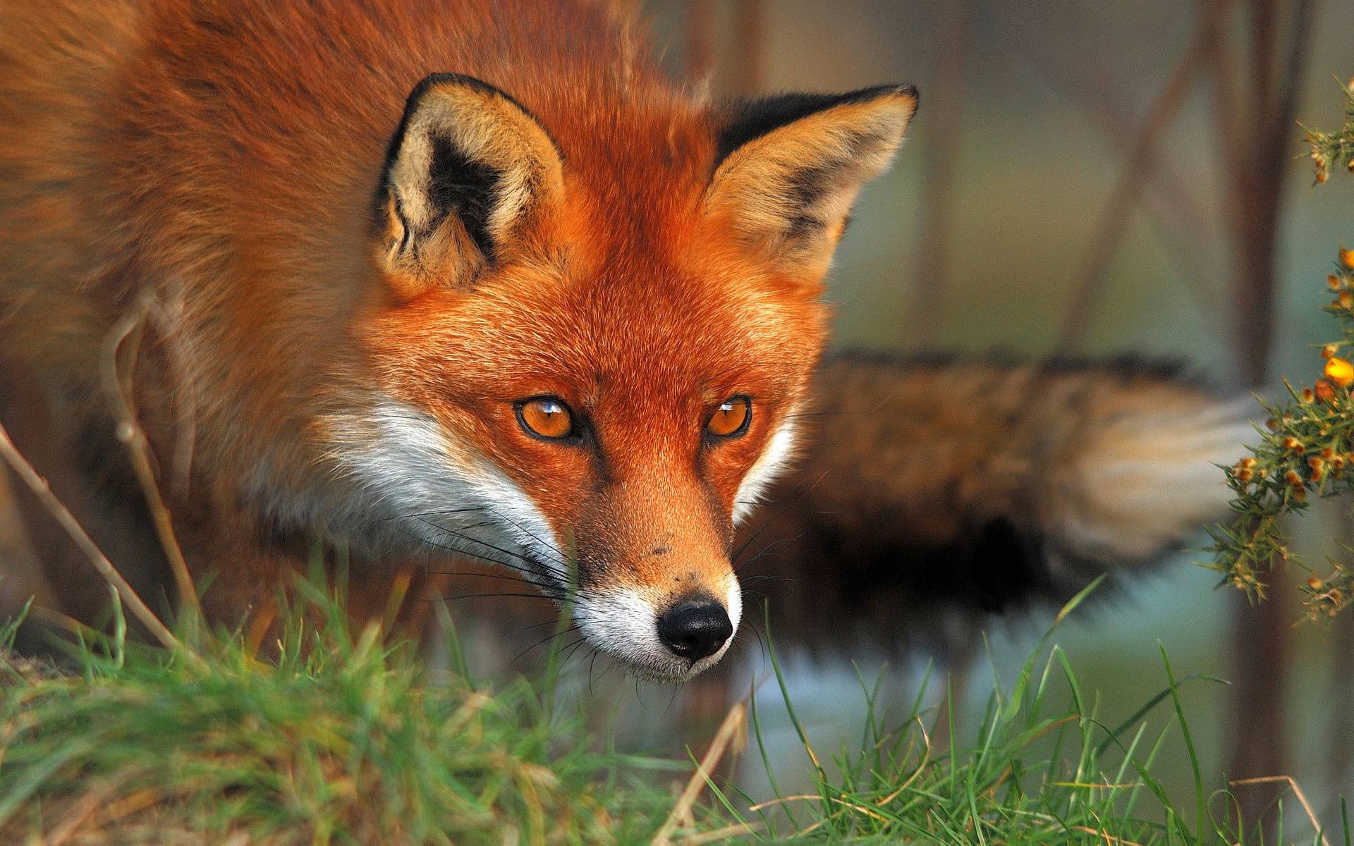 1920x1200 Red Fox wallpaper Gallery