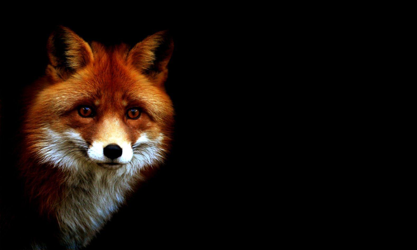 1579x945 Fox HD Wallpaper