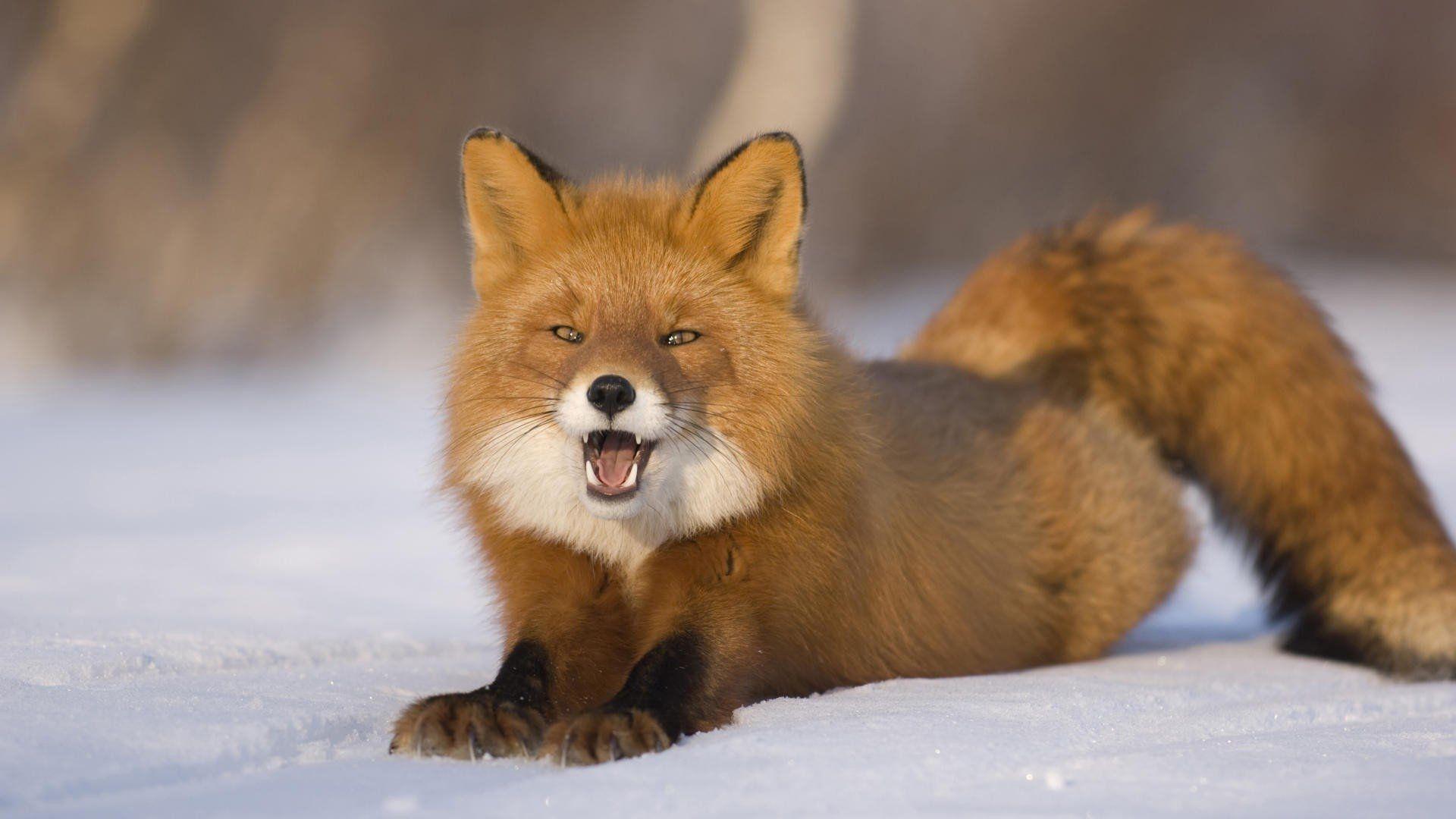 1920x1080 Red Fox Wallpaper