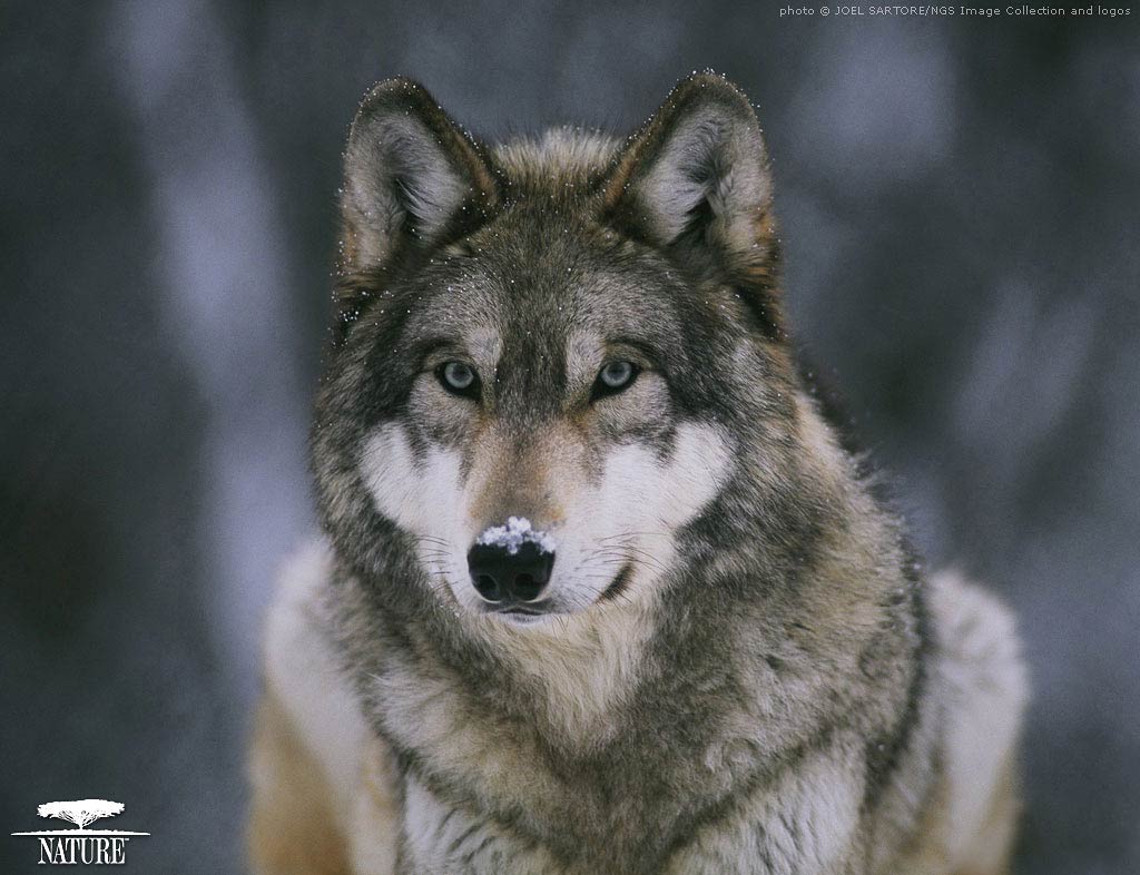 1024x786 Coyote Wallpaper HD W521
