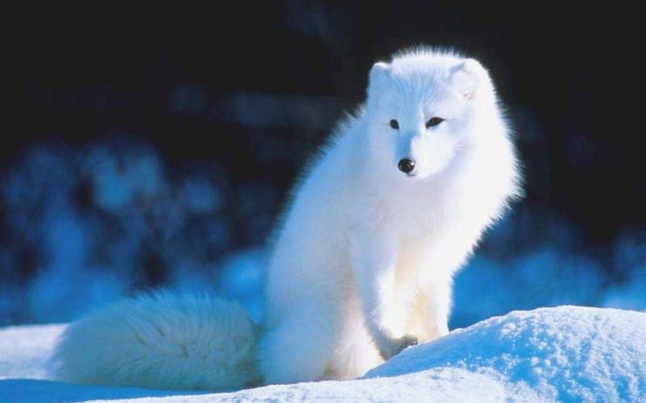 1280x800 Dream Wallpaper: Snow Fox