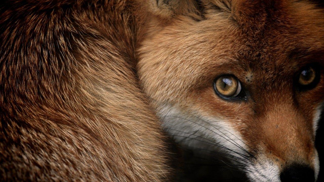 1280x720 Wallpaper Red fox, National Geographic, HD, Animals