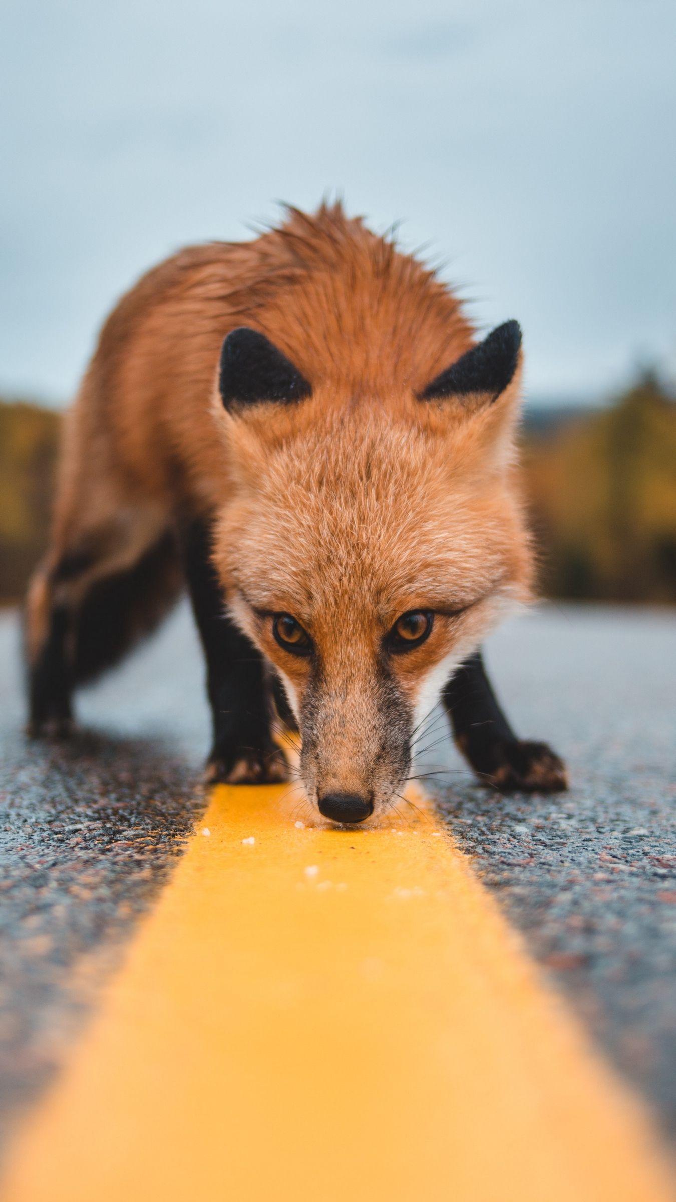 1350x2400 Download wallpaper 1350x2400 fox, asphalt, markup, sniff