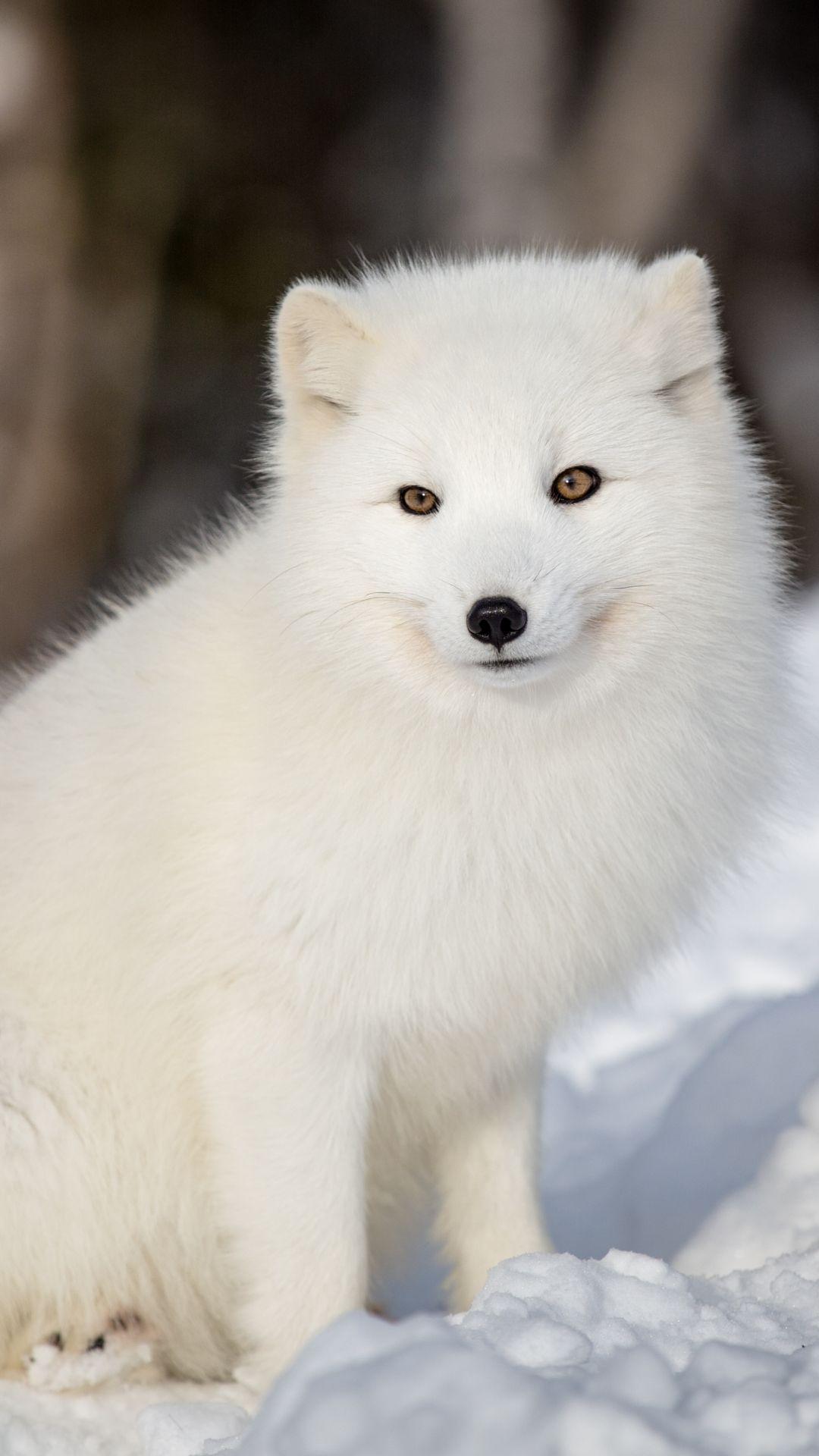 Arctic Fox Wallpapers - Top Free Arctic Fox Backgrounds - WallpaperAccess