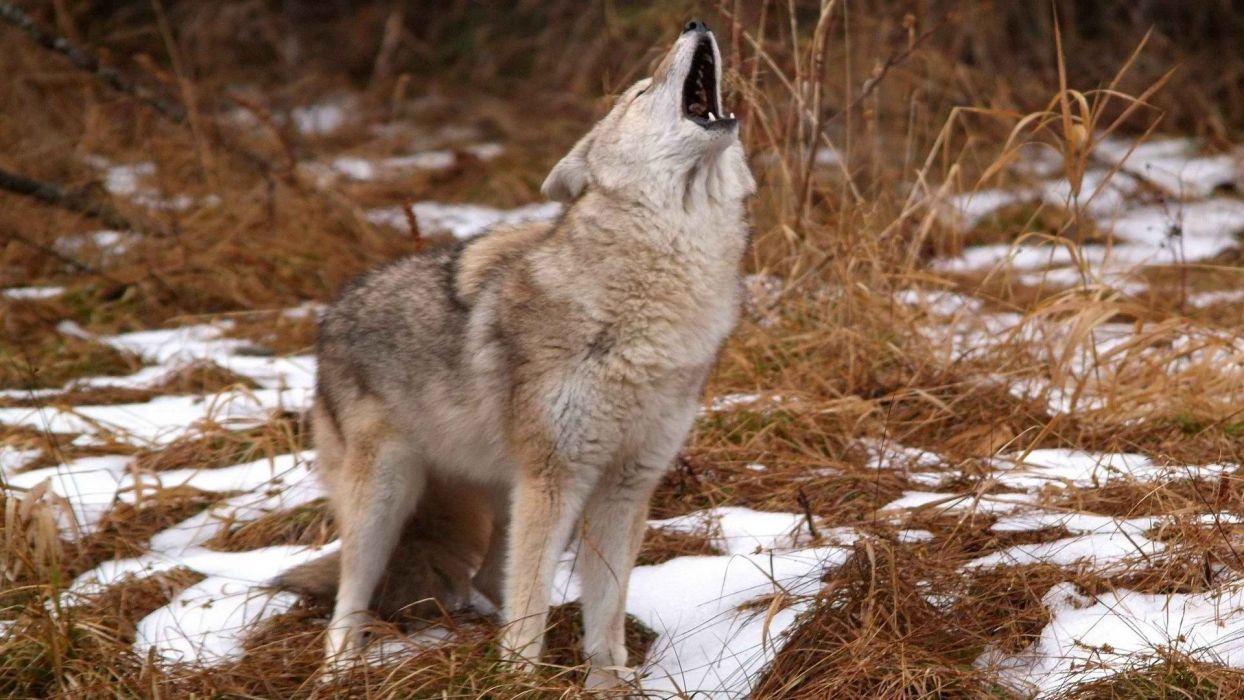 1244x700 Coyote wallpaperx1080