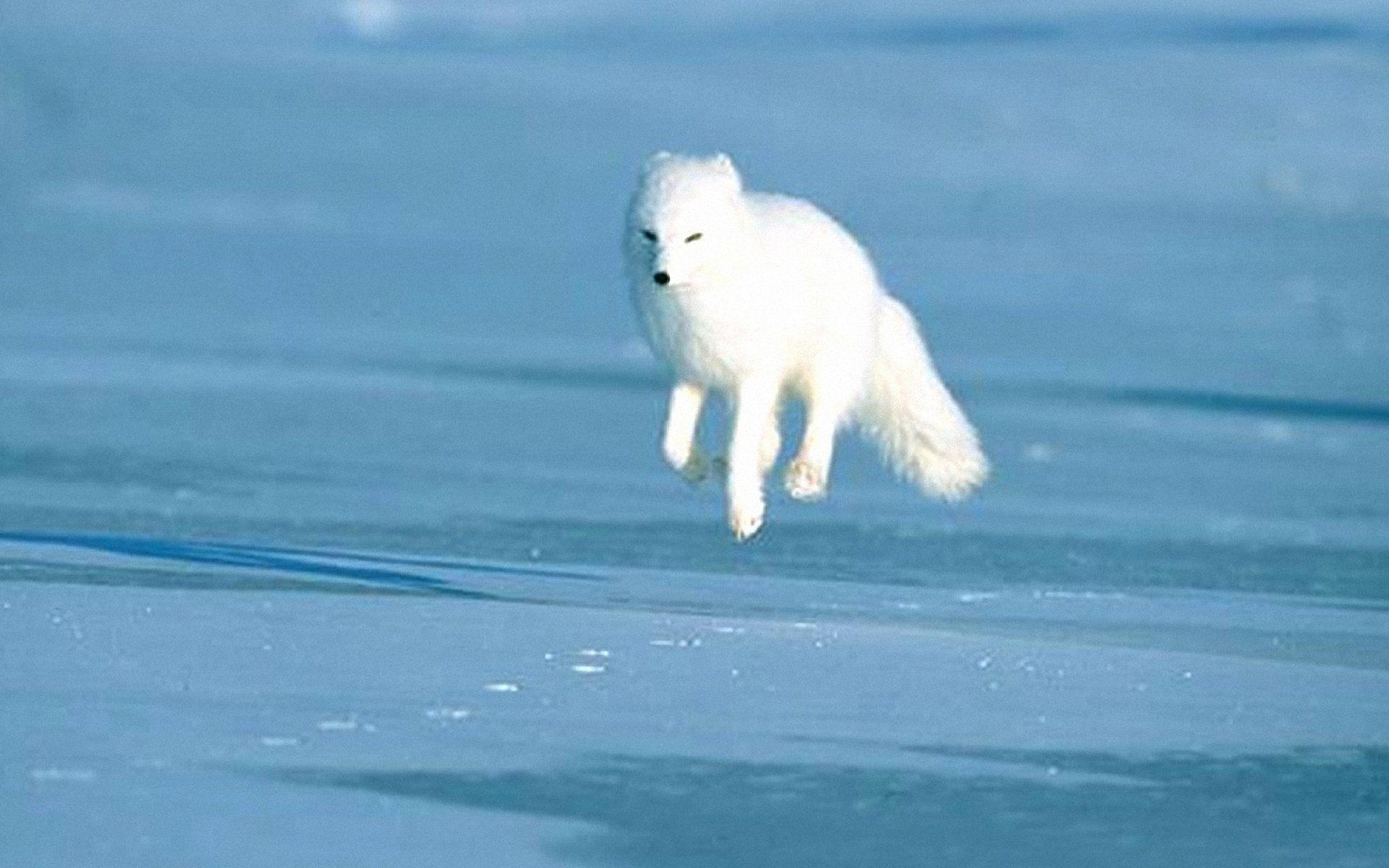 1920x1200 Arctic Fox Wallpaper High Quality