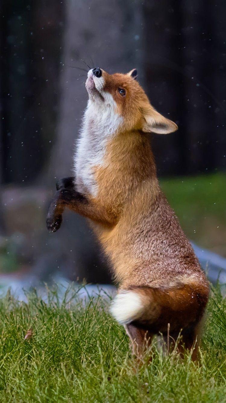 Fox iPhone Wallpapers Top Free Fox iPhone Backgrounds WallpaperAccess