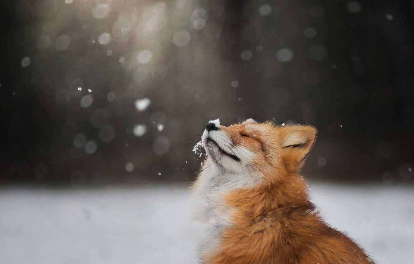 Snow Fox Wallpapers Top Free Snow Fox Backgrounds Wallpaperaccess