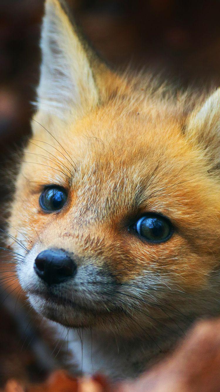 750x1334 Cute Fox Cub iPhone iPhone 6S, iPhone 7 HD 4k