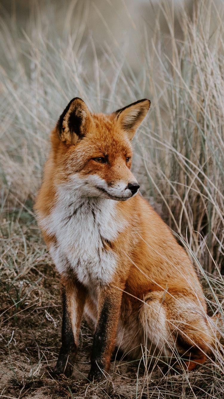 750x1334 Download 750x1334 wallpaper outdoor, grassland, predator