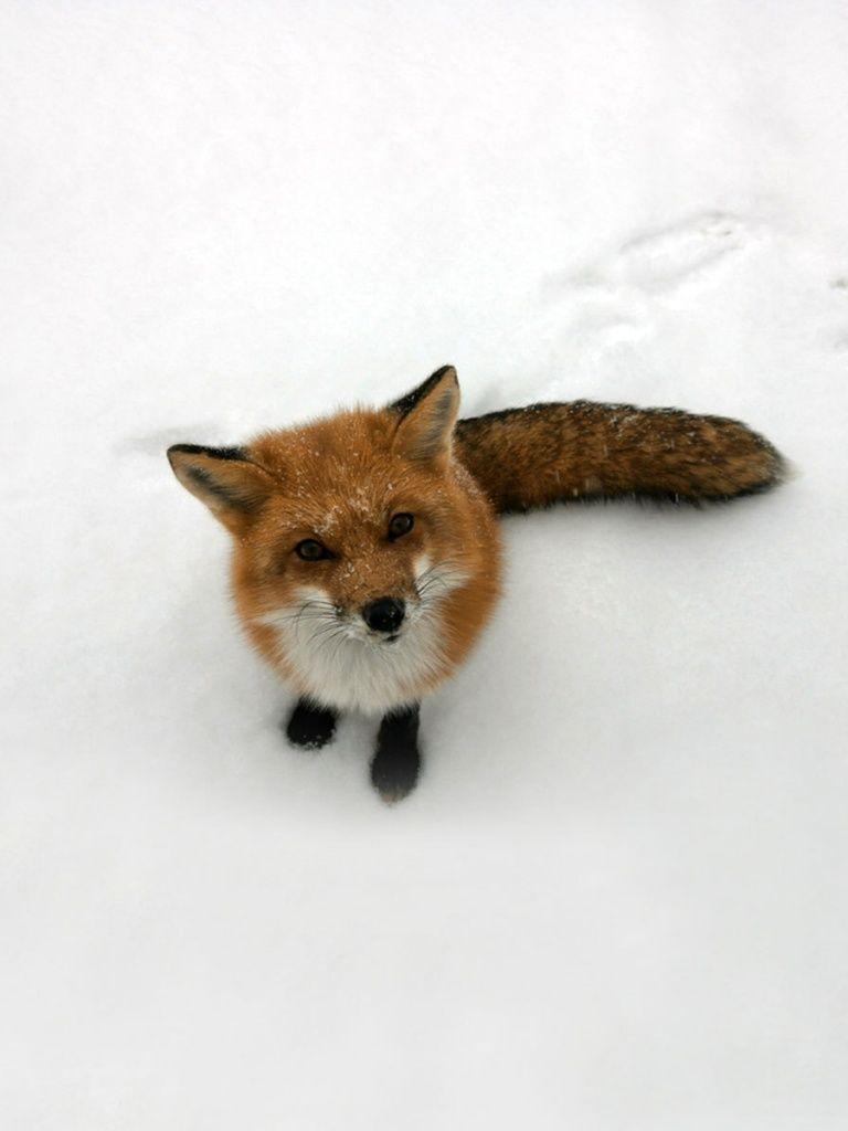 768x1024 Funny Fox ❤ 4K HD Desktop Wallpaper for 4K Ultra HD TV