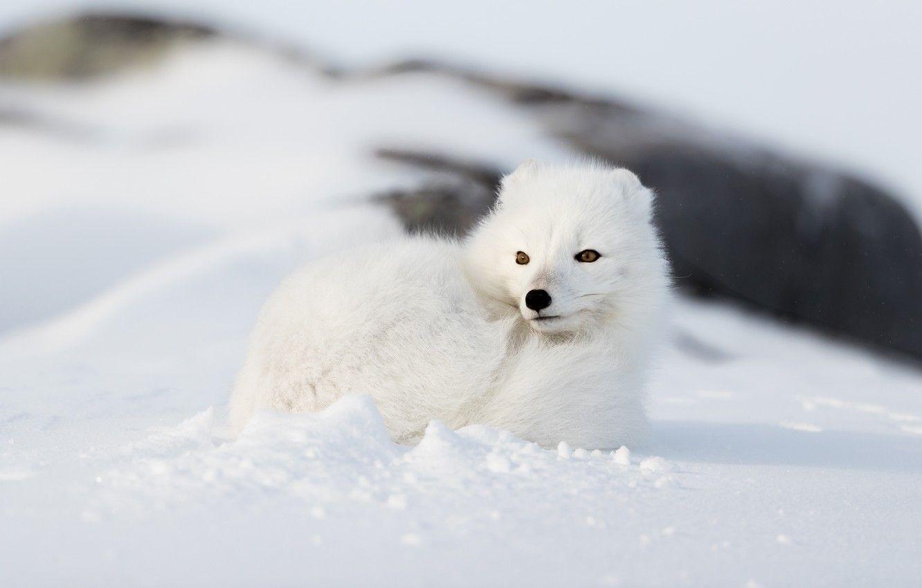Arctic Foxes Hd Wallpaper X Background Pictures Of Arctic Fox Background  Image And Wallpaper for Free Download