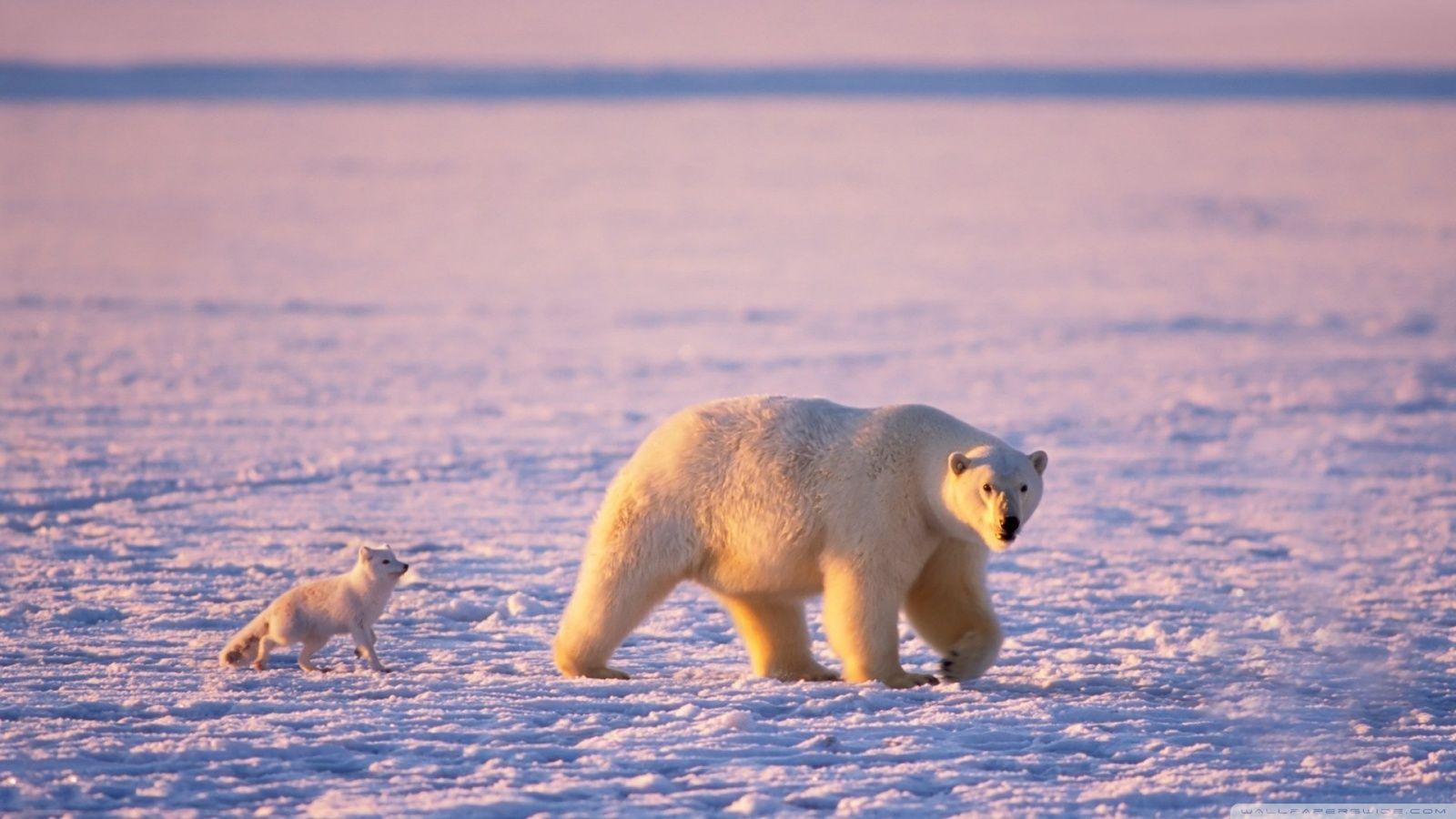 1600x900 Arctic Fox And Polar Bear ❤ 4K HD Desktop Wallpaper for 4K