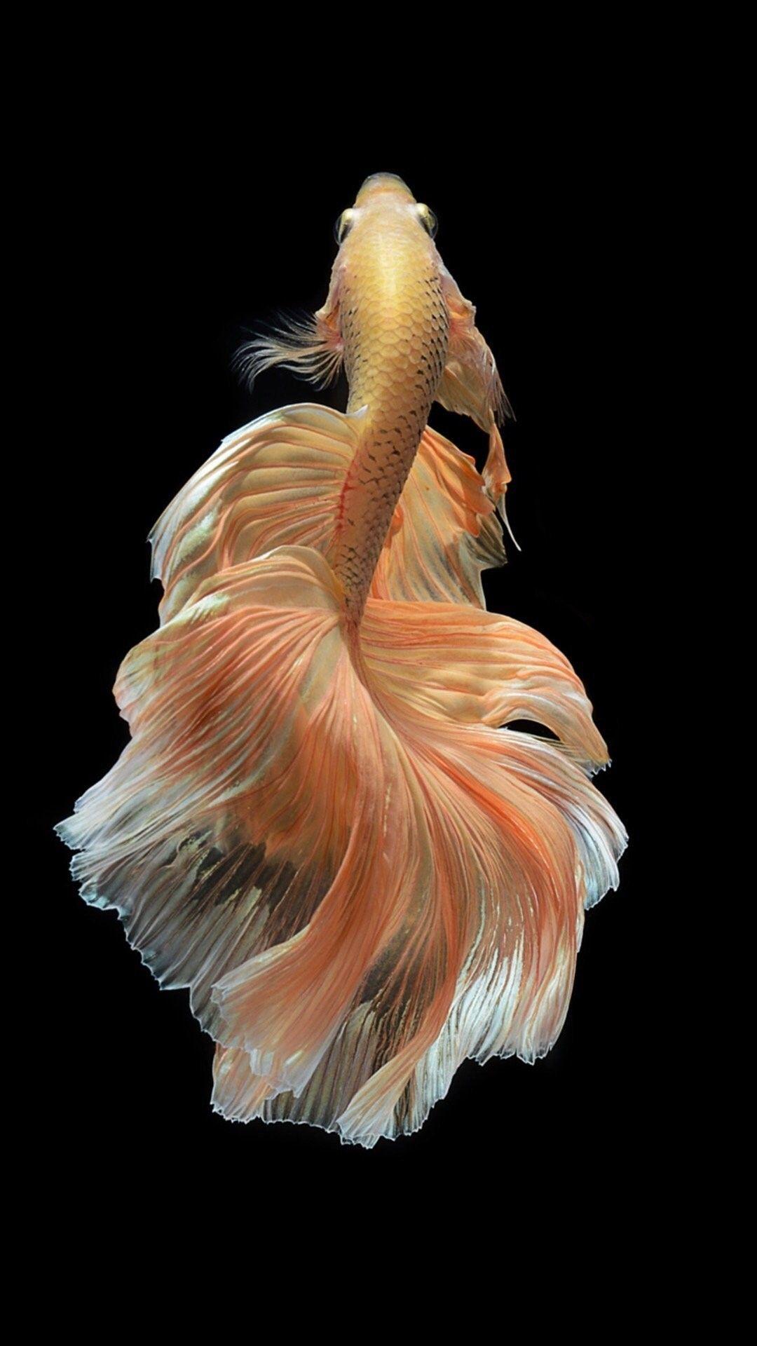 1080x1920 IPhone 6S Fish Wallpaper