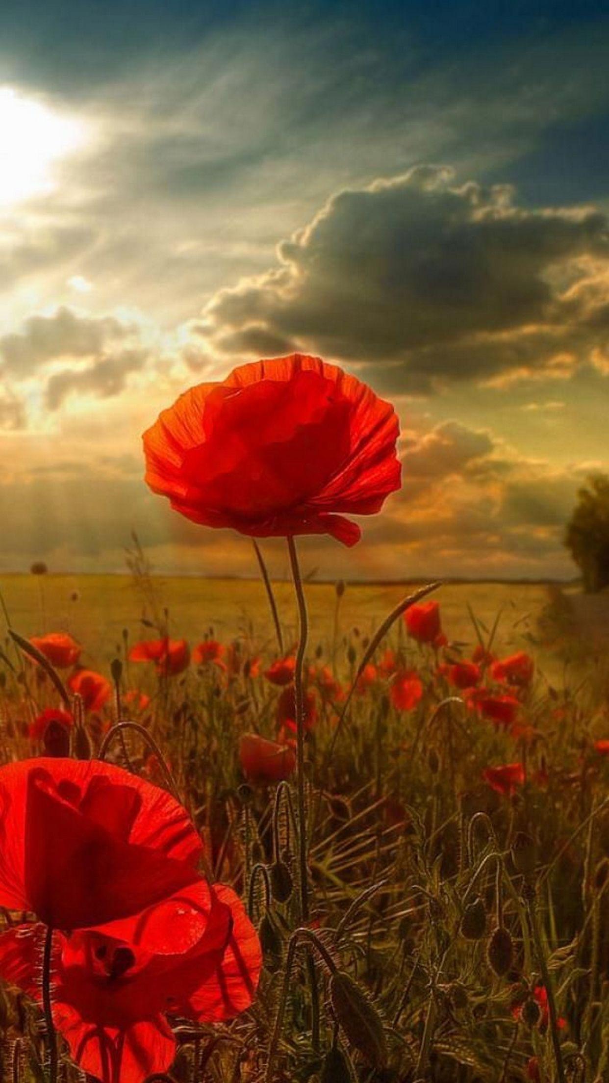 1242x2208 Pretty Beautiful Wallpaper For IPhone
