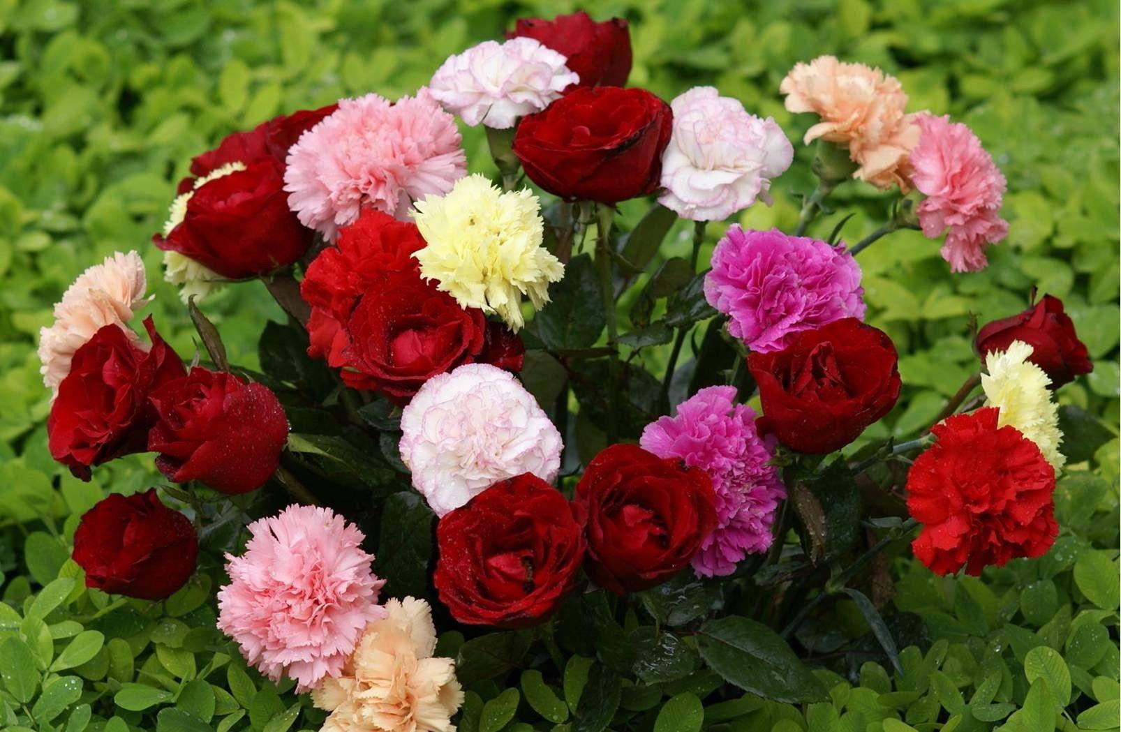 1606x1049 Flowers: Flowers Bouquet Red Flower Carnations Rose Luv Wallpaper