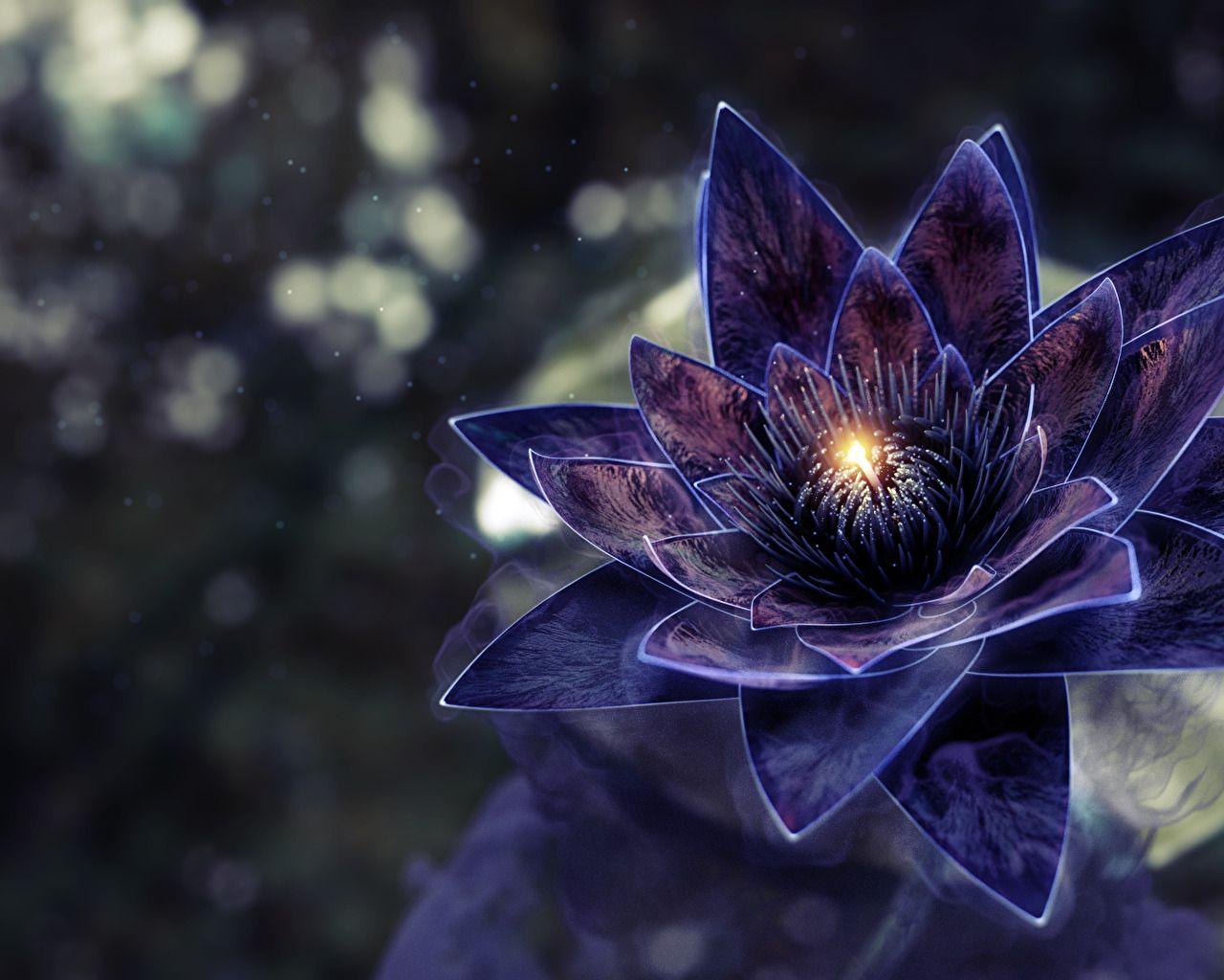 Black Lotus Flower Wallpaper