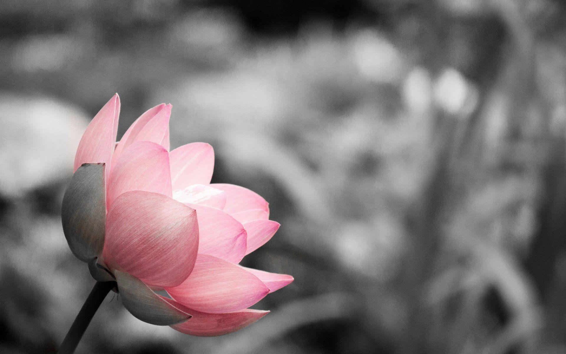1920x1200 Lotus on Black and White
