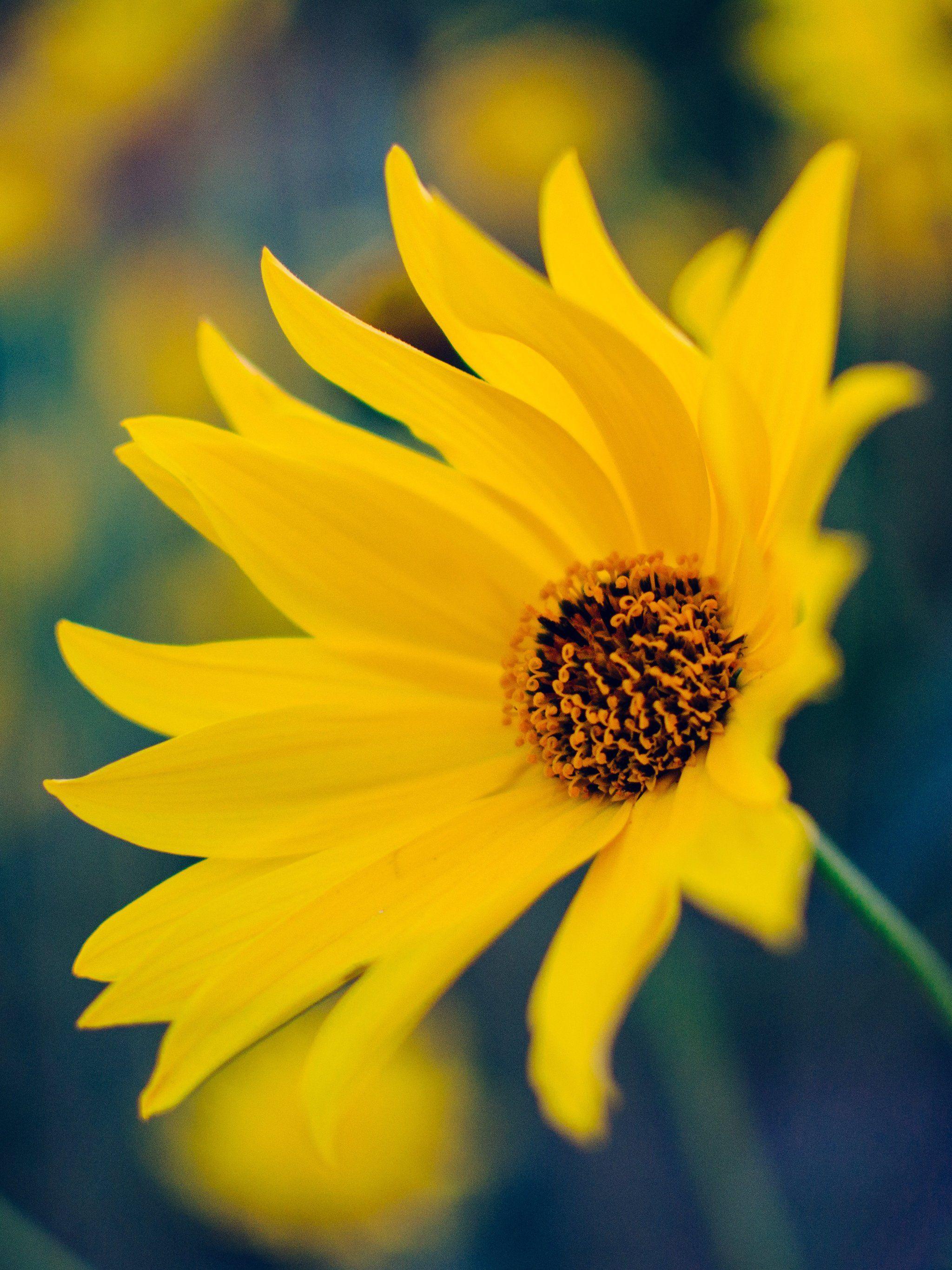 2048x2732 Yellow Flower Wallpaper, Android & Desktop Background
