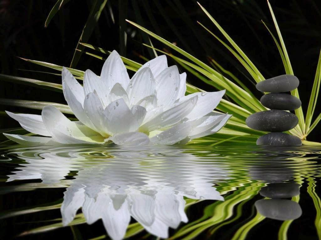 1024x768 hungariansoul: “ ♥ ”. Julies Heart. Lotus flower
