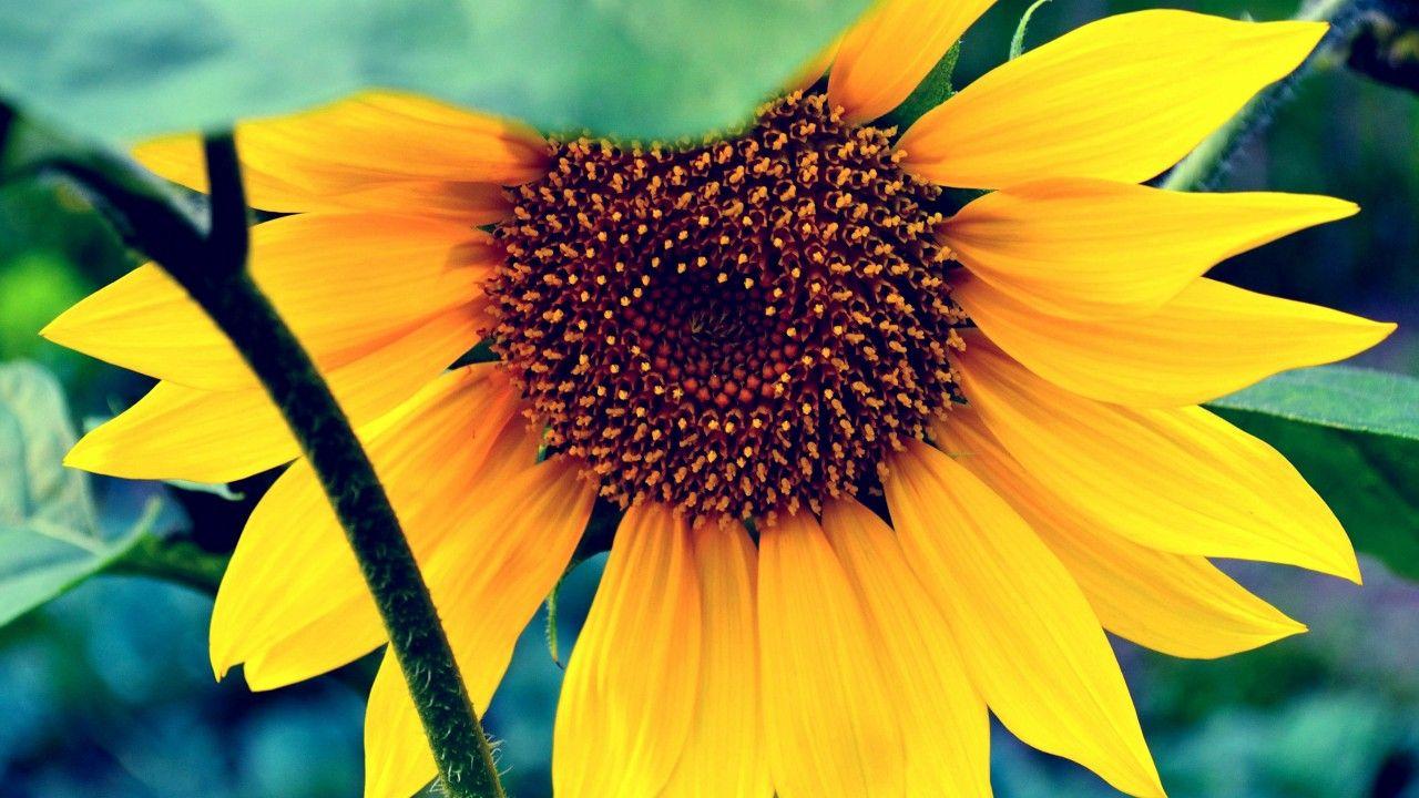 1280x720 Wallpaper Sunflower, HD, 4k wallpaper, macro, flowers