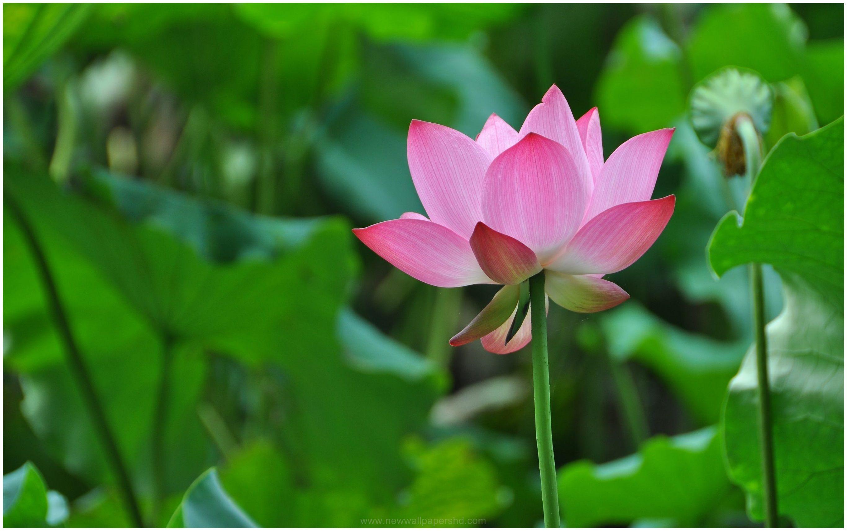 Lotus Flower HD Wallpapers - Top Free Lotus Flower HD Backgrounds -  WallpaperAccess