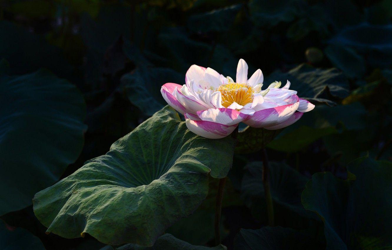 1332x850 Wallpaper leaves, pink, stem, Lotus, black background image