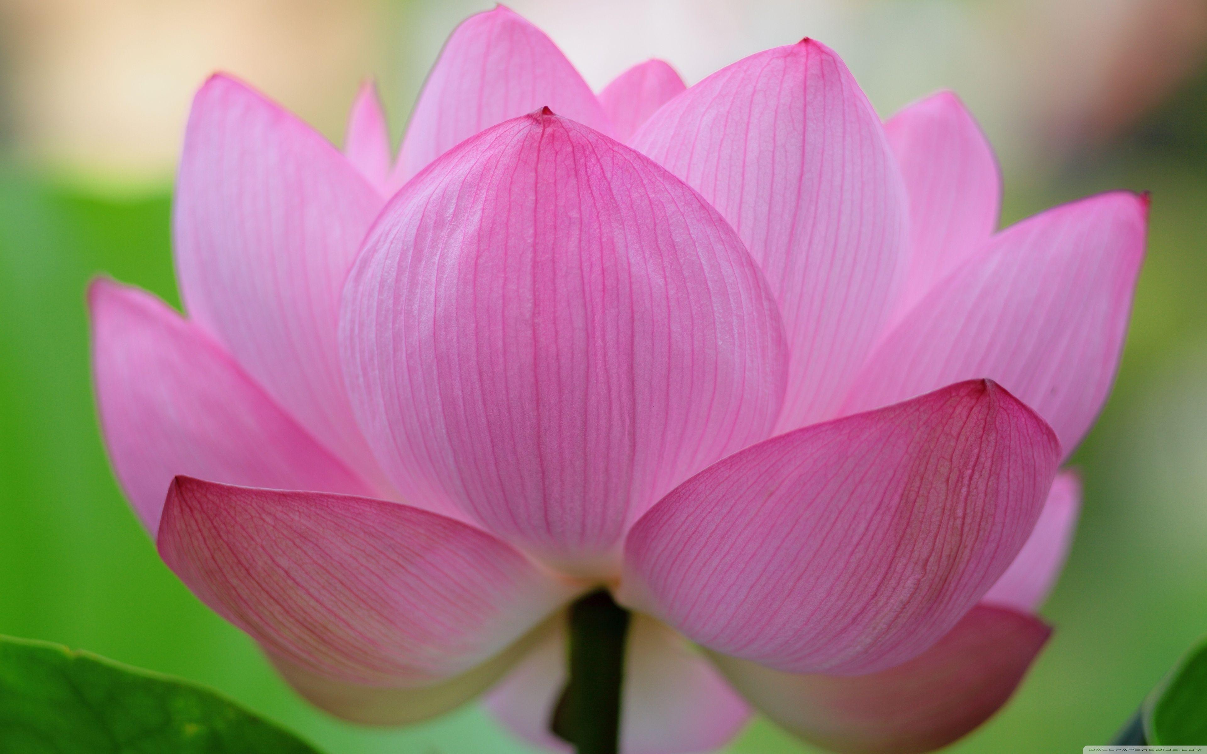 3840x2400 Pink Lotus Flower ❤ 4K HD Desktop Wallpaper for 4K Ultra HD