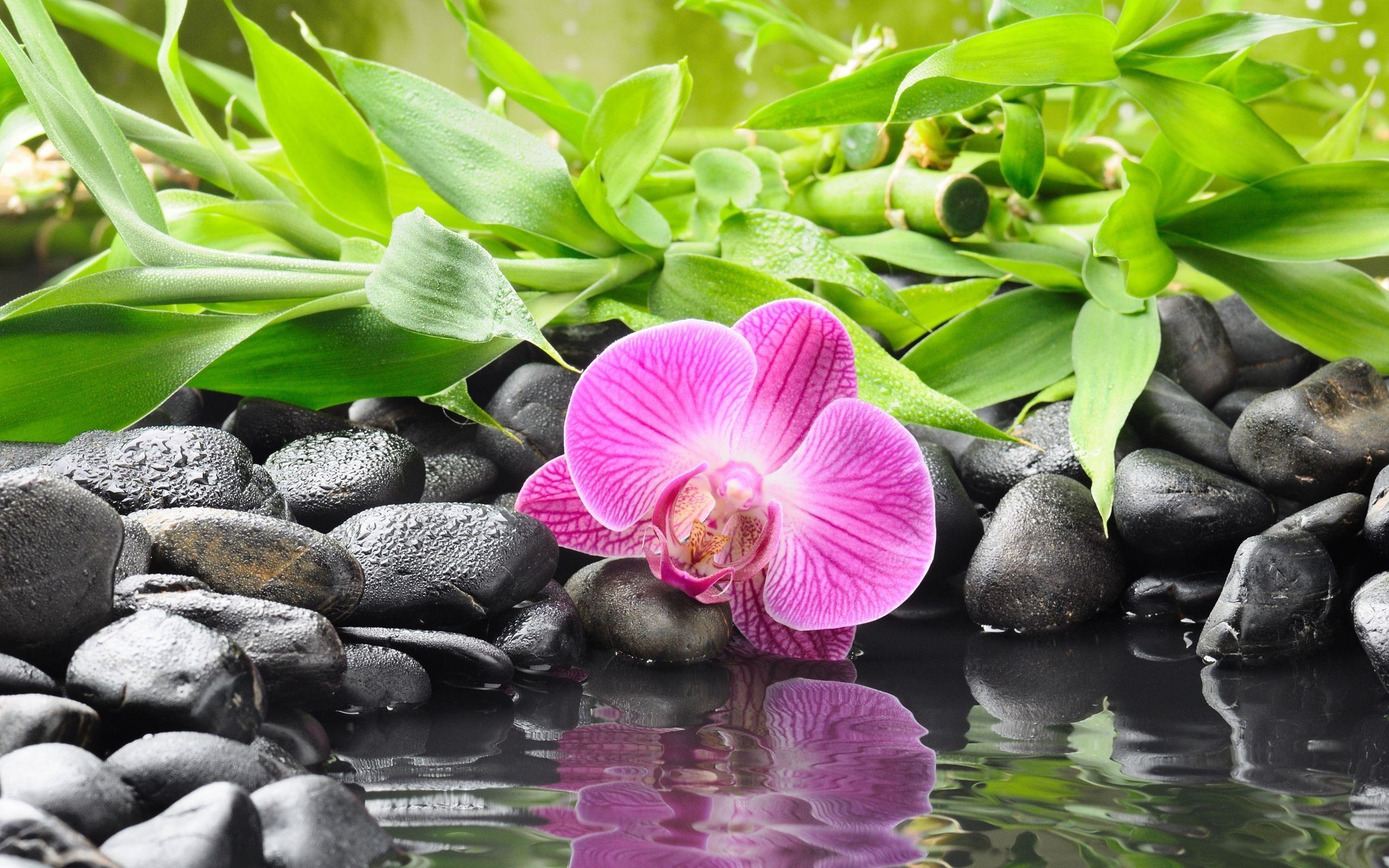 2560x1600 Zen Mosaic Wallpaper