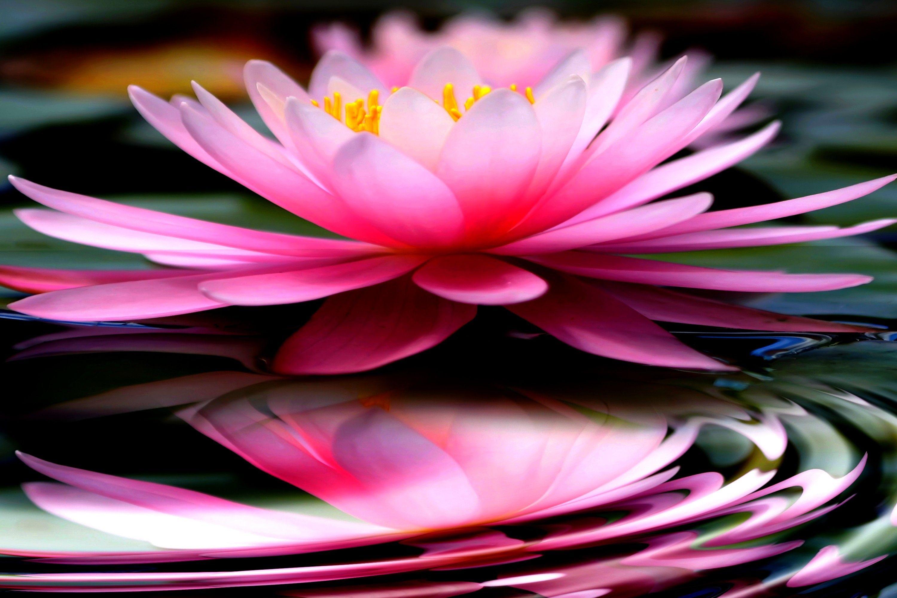 Zen Lotus HD Wallpapers Top Free Zen Lotus HD Backgrounds