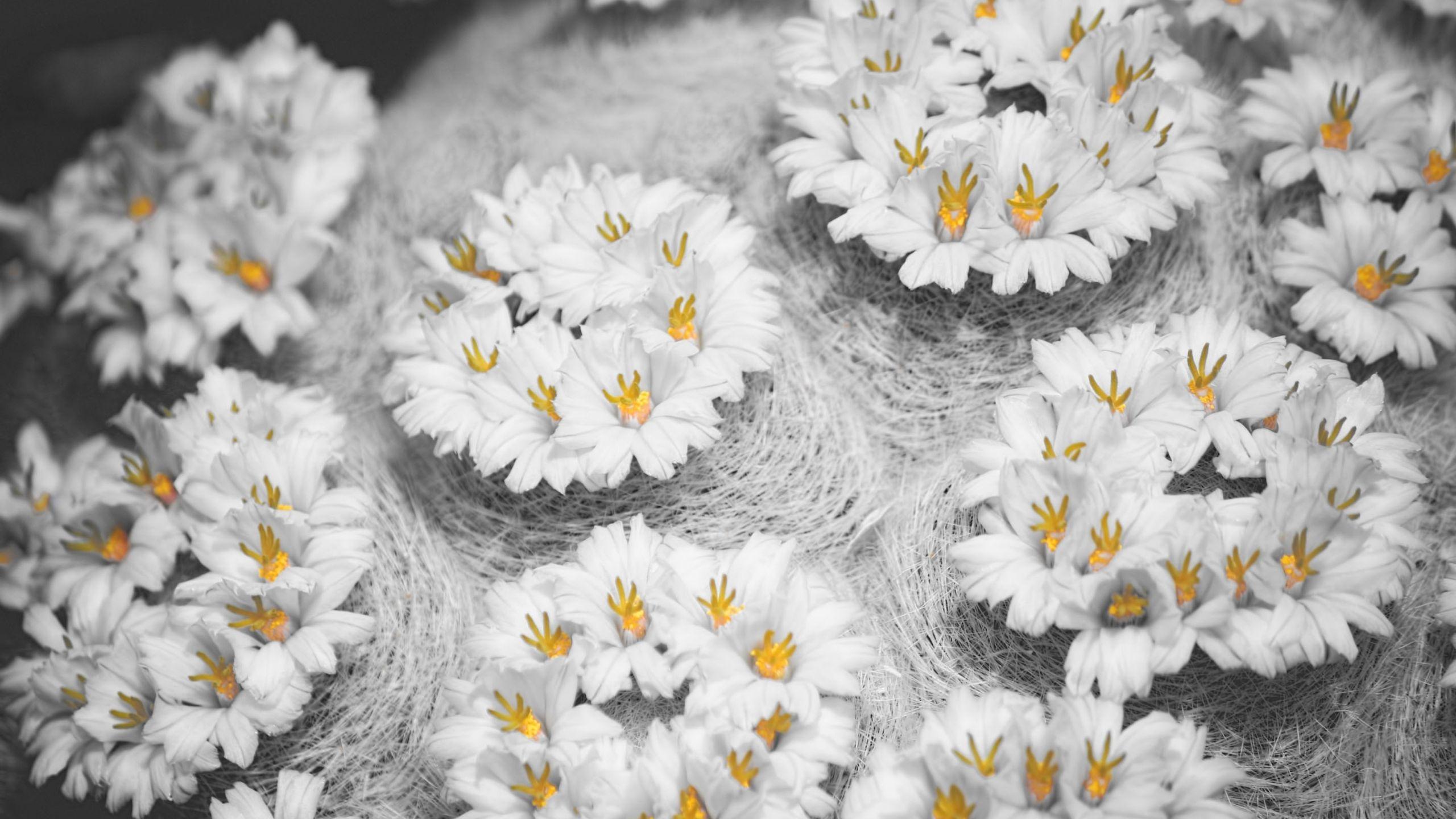 2560x1440 Cactus Flowers Mac Wallpaper Download