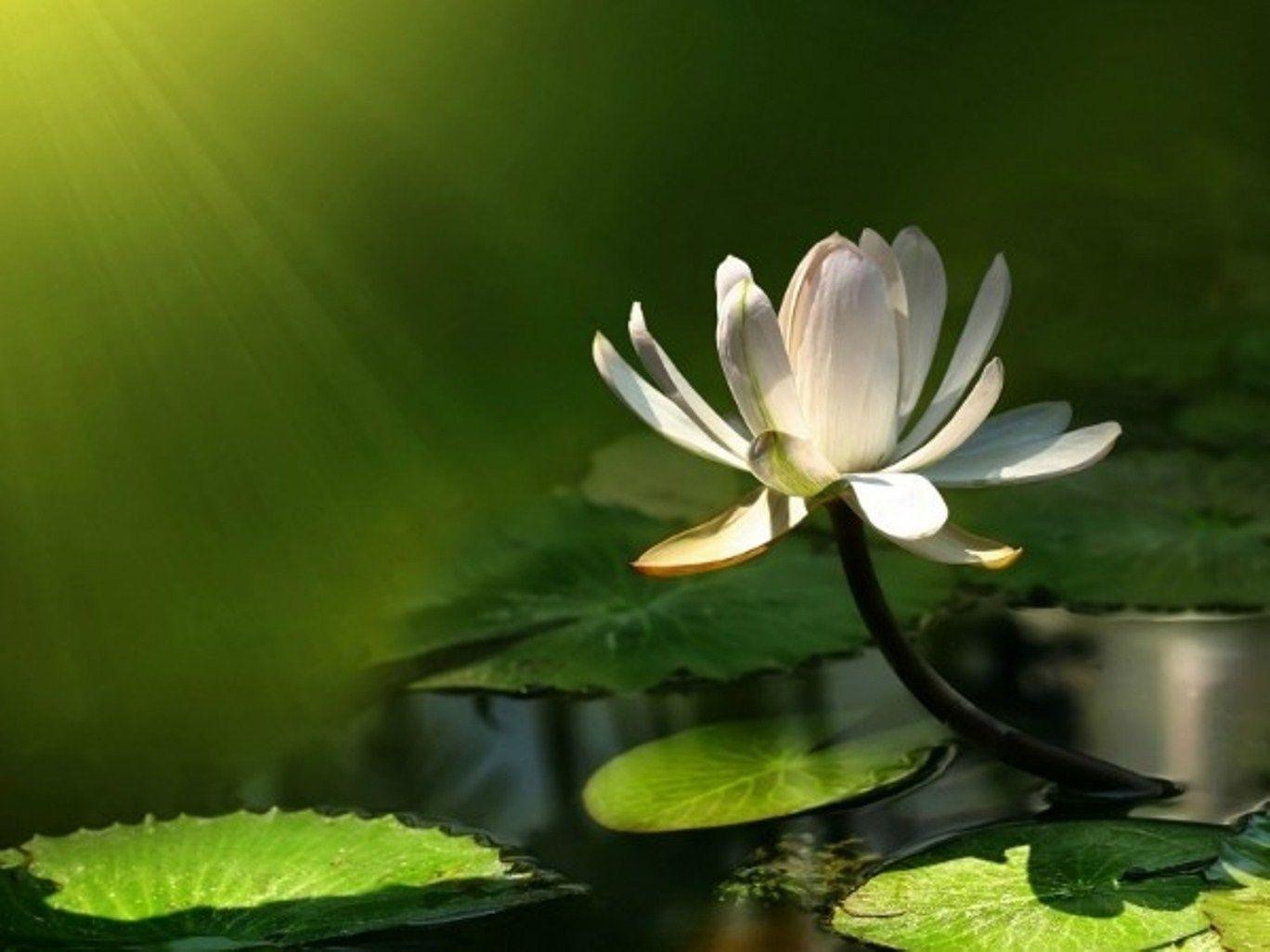 1368x1026 Lotus Wallpaper