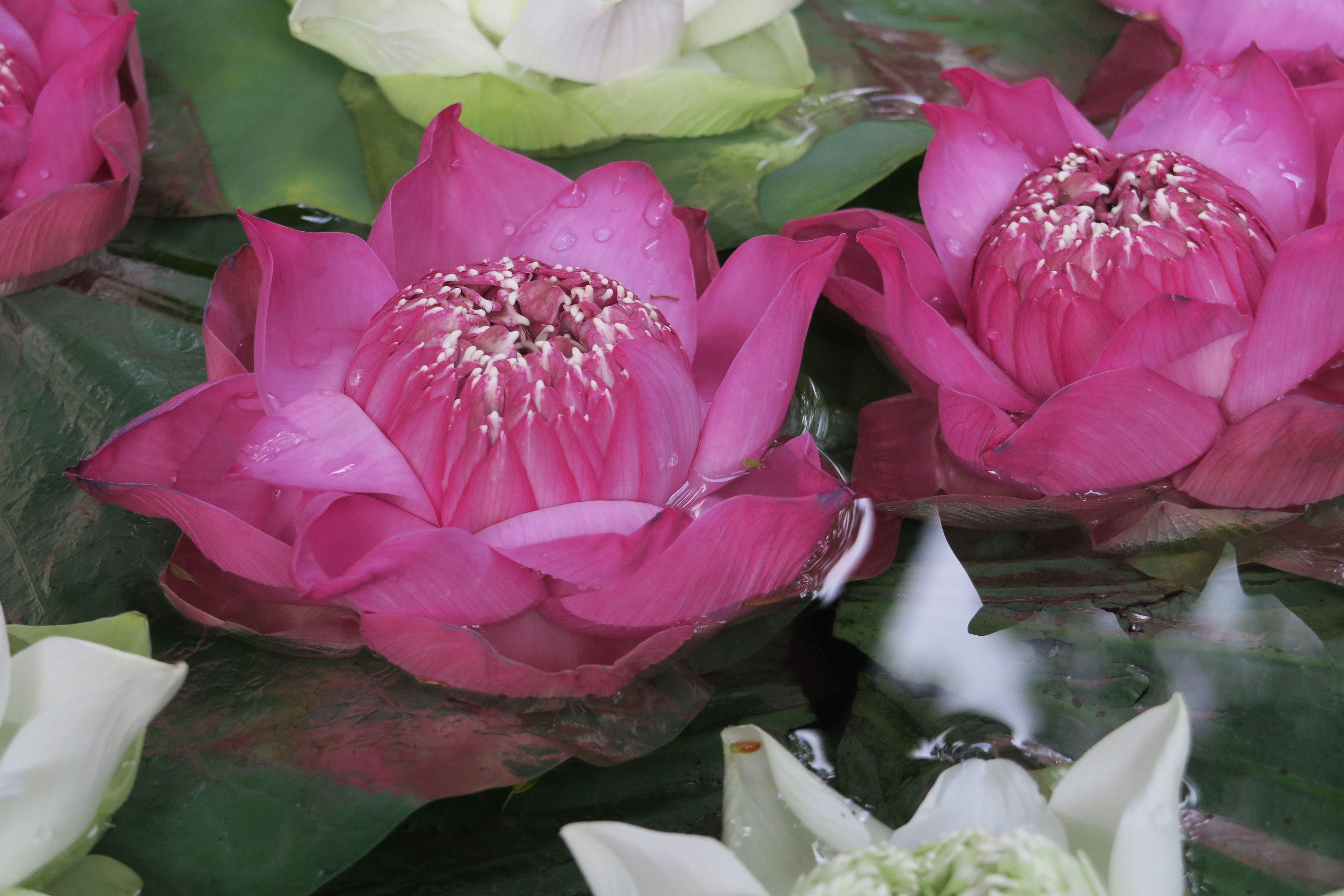 Zen Lotus Flower Wallpapers Top Free Zen Lotus Flower