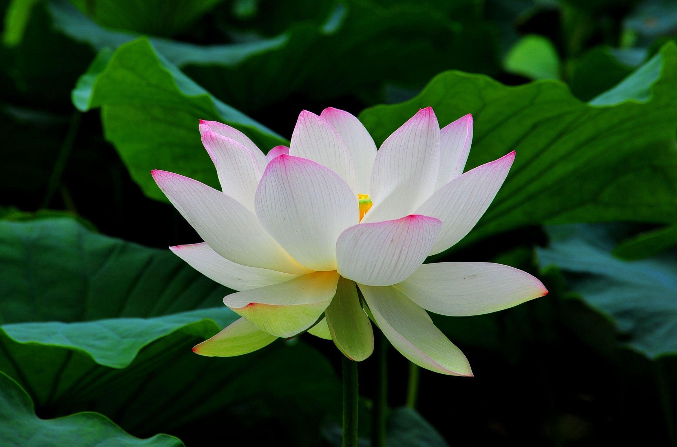 Lotus Flower Hd Wallpapers Top Free Lotus Flower Hd Backgrounds Wallpaperaccess 1719