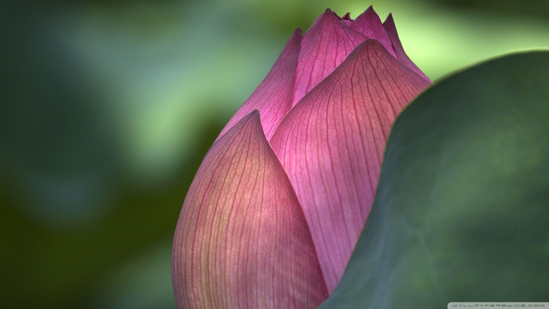 1920x1080 Lotus Flower ❤ 4K HD Desktop Wallpaper for 4K Ultra HD TV