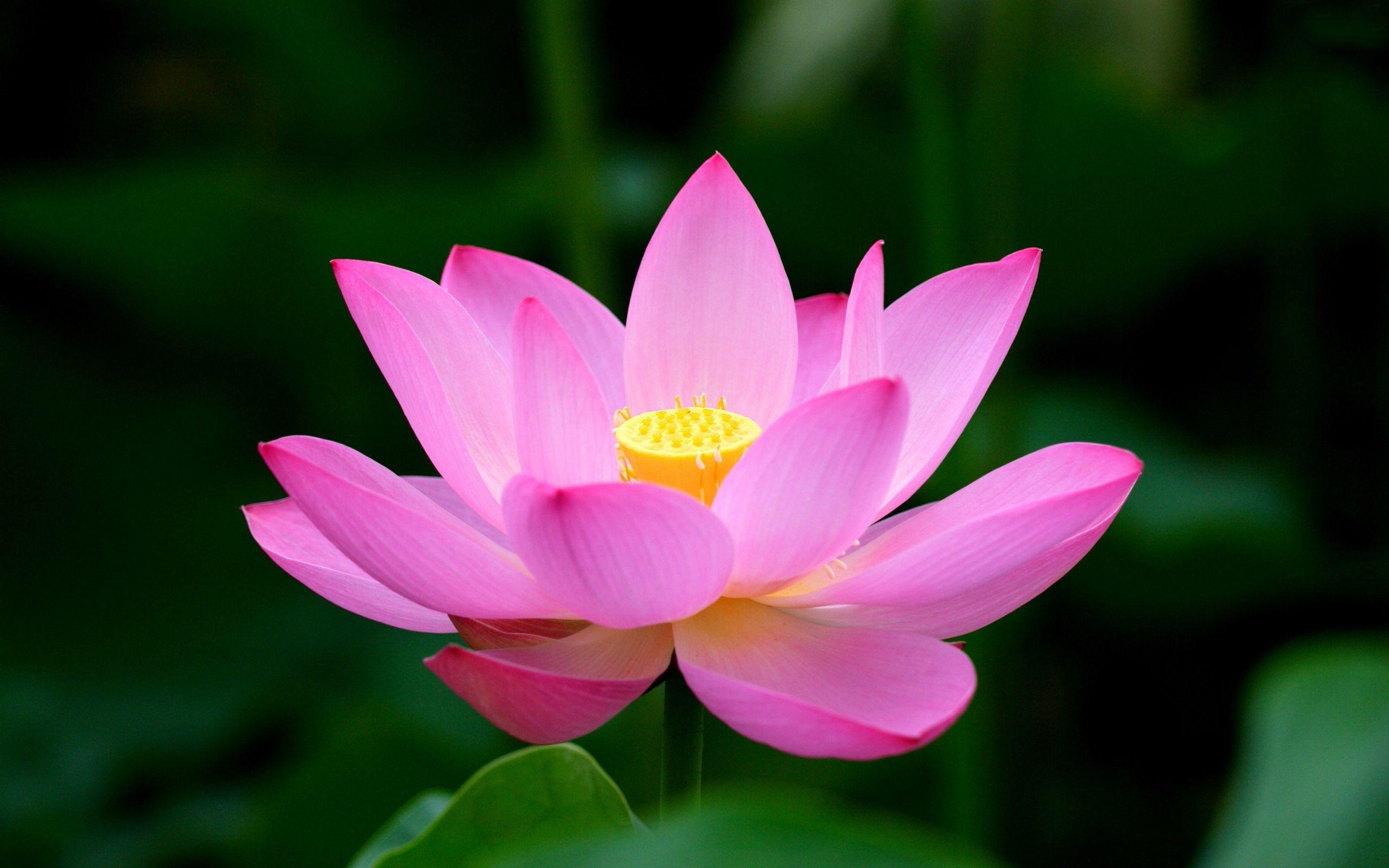 2560x1600 Lotus Flower HD Wallpaper