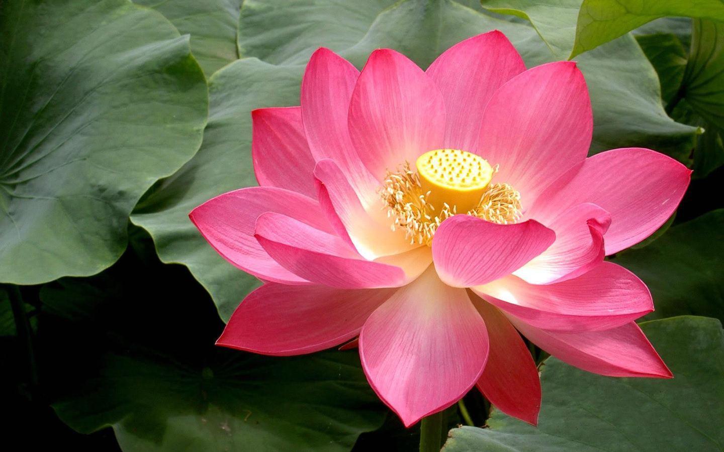 1440x900 Lotus Flower HD Wallpaper