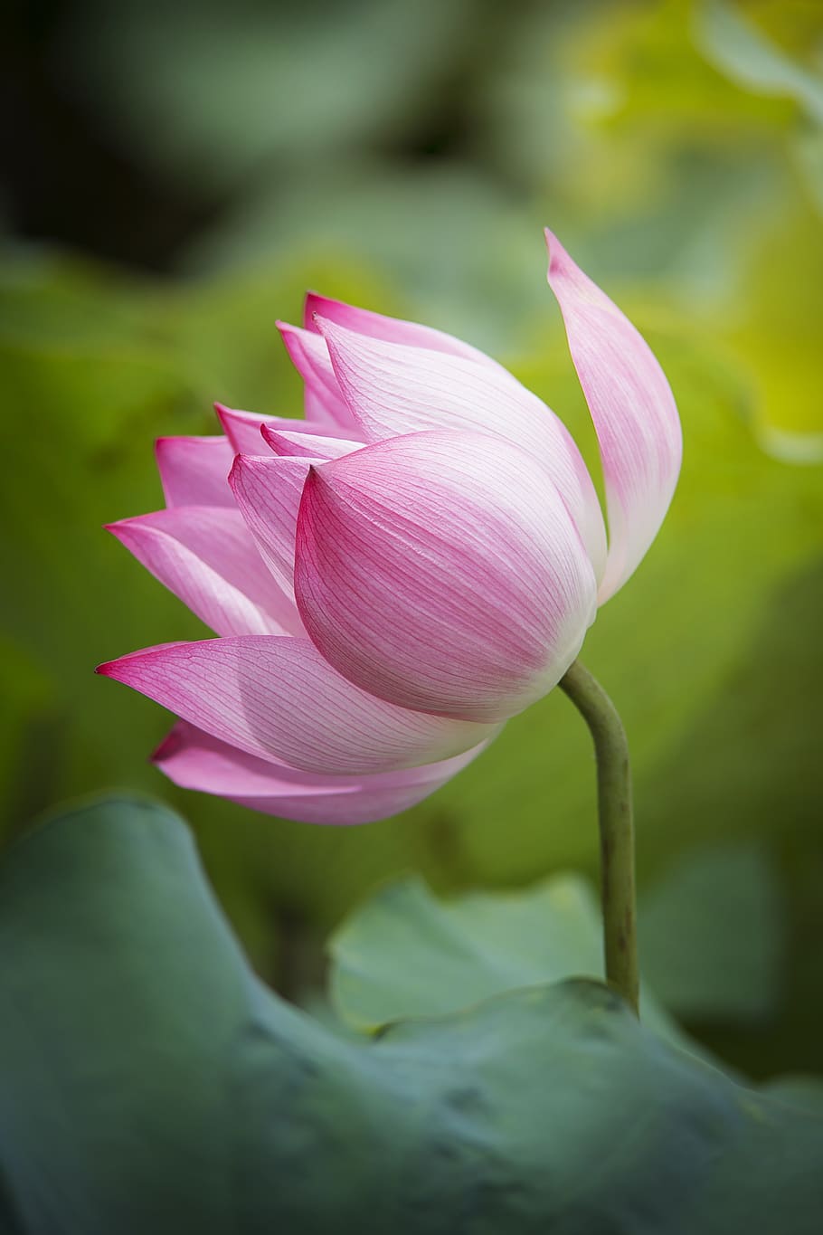 Zen Lotus HD Wallpapers - Top Free Zen Lotus HD Backgrounds ...