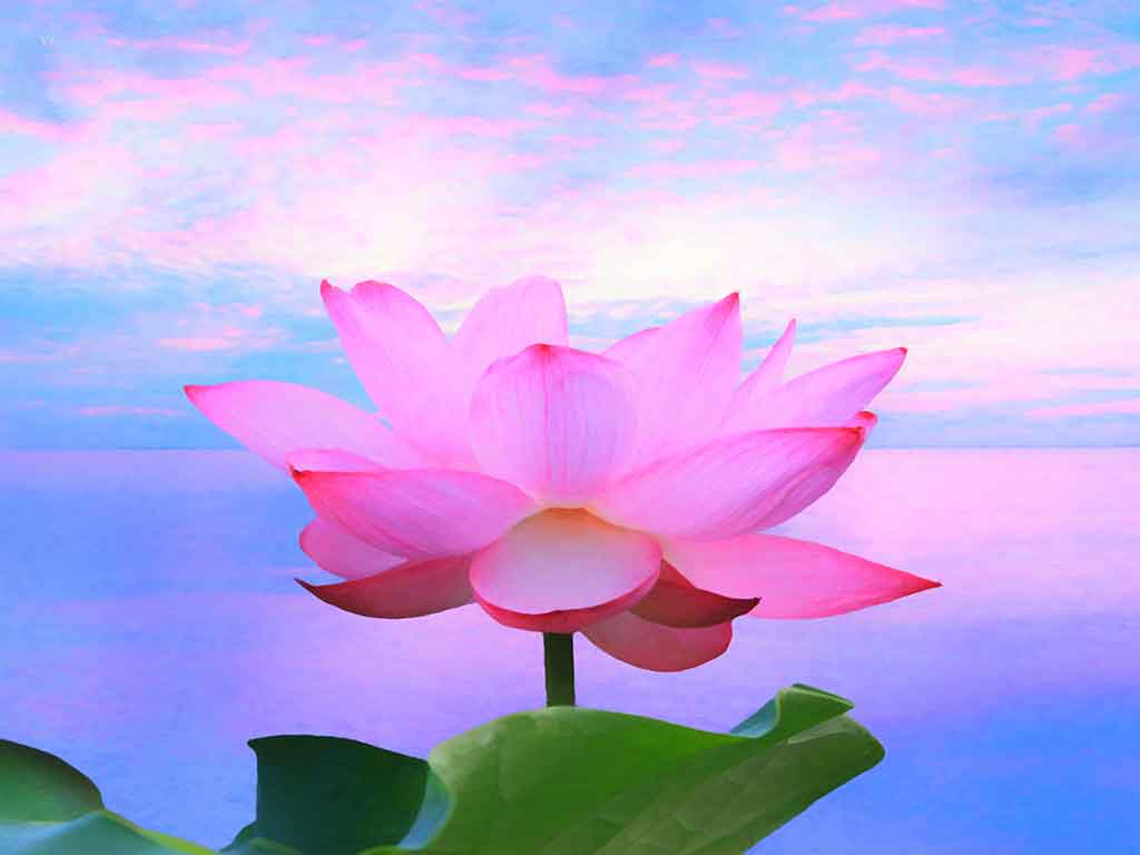 Zen Lotus Flower Pink Wallpapers Top Free Zen Lotus Flower Pink